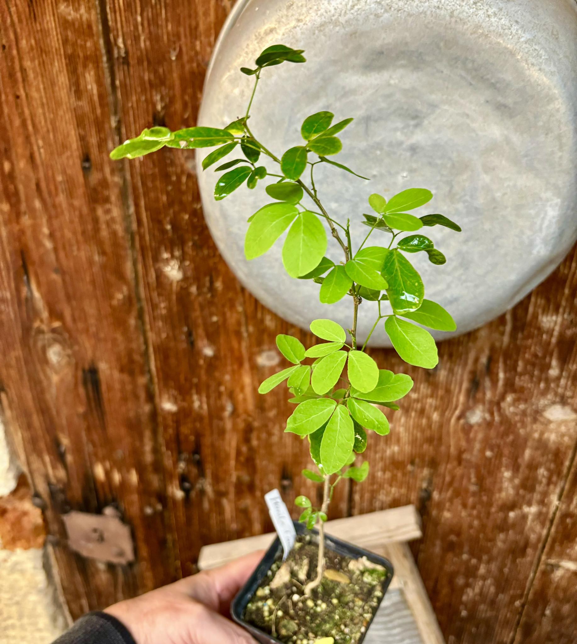 Manila Tamarind (Pithecellobium dulce) - 1 potted plant / 1 getopfte Pflanze