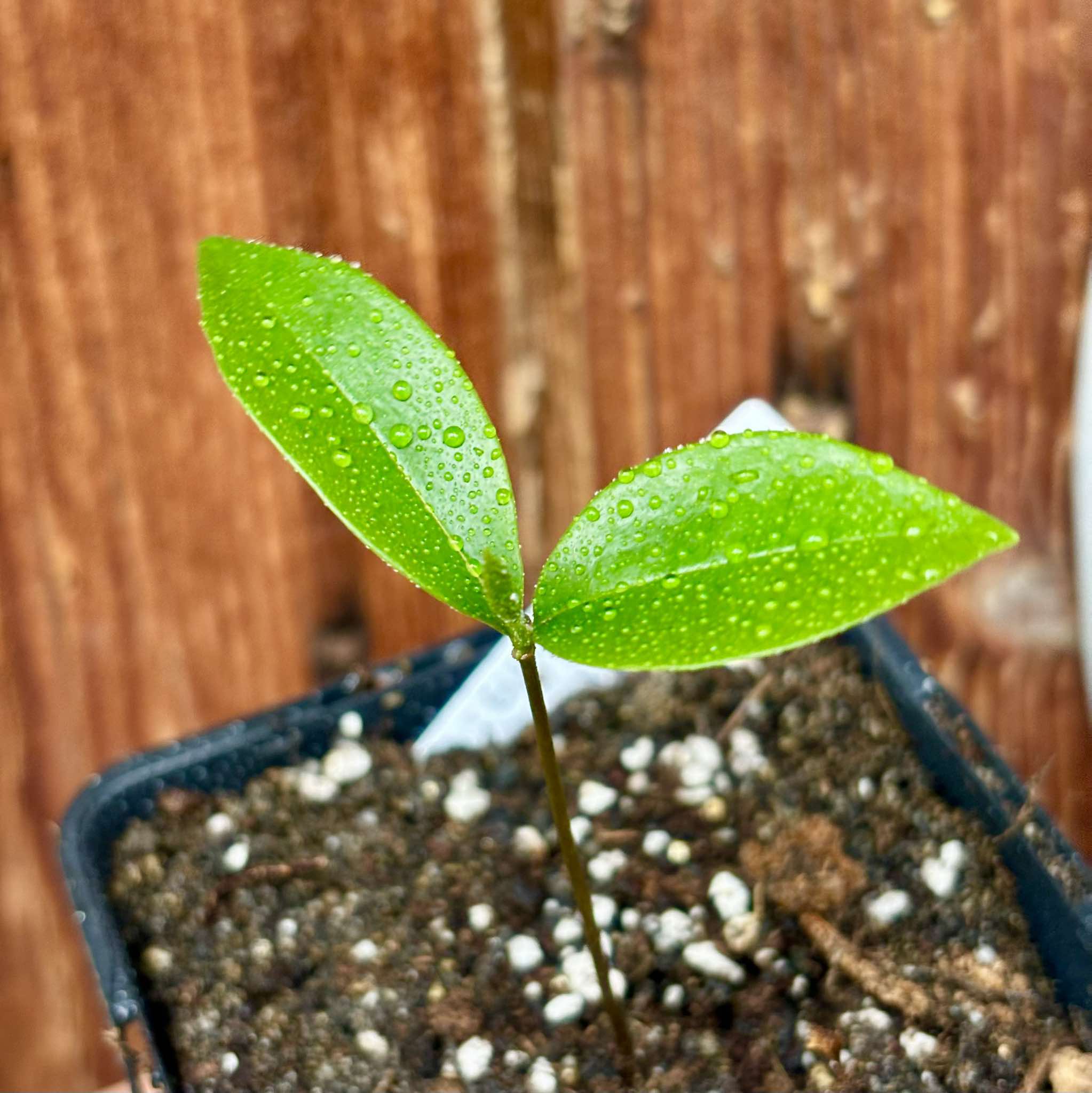 Duguetia confusa - 1 small potted seedling / 1 kleiner, getopfter Sämling