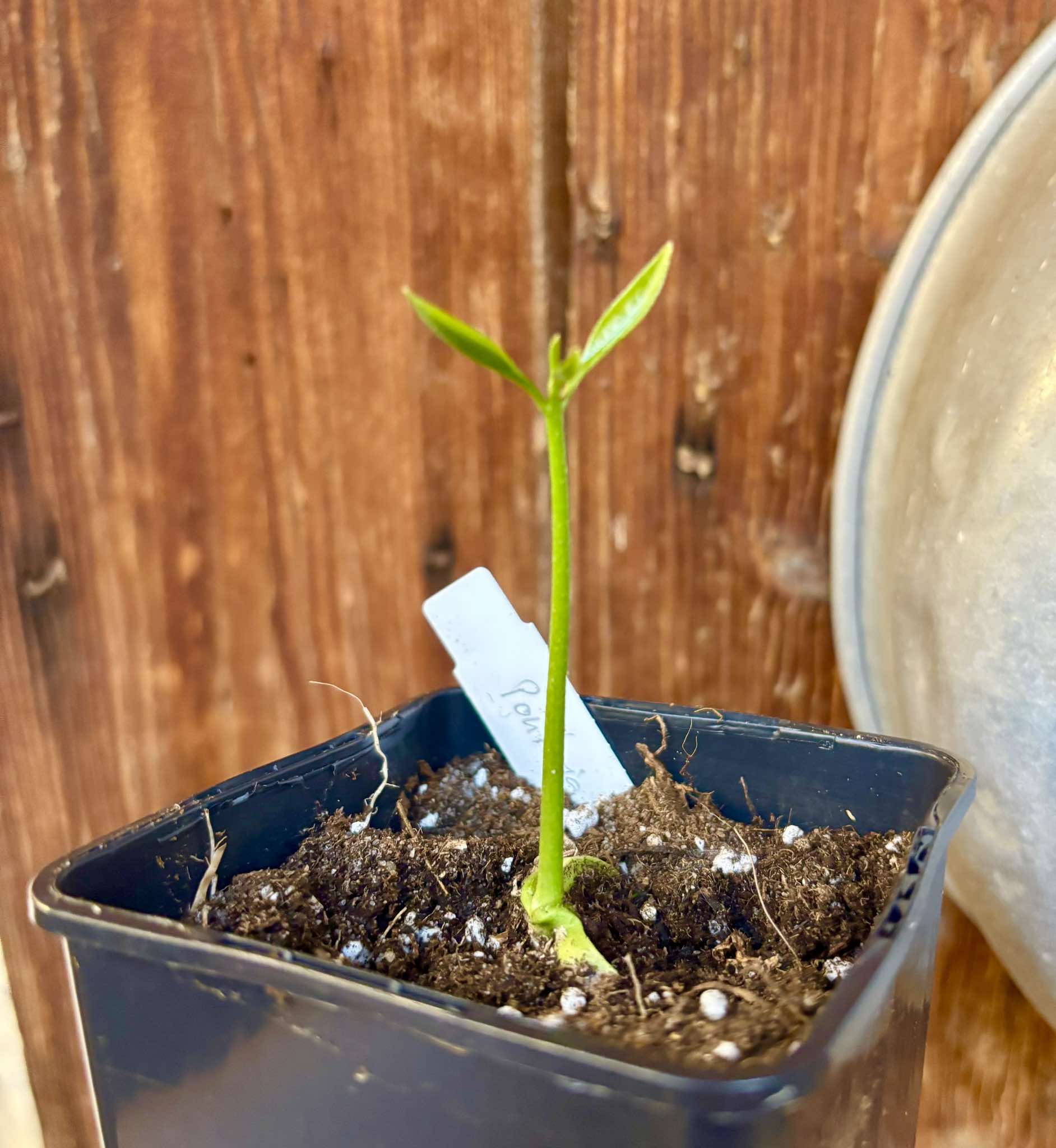 Pouteria macahensis - 1 small potted seedling / 1 kleiner, getopfter Sämling