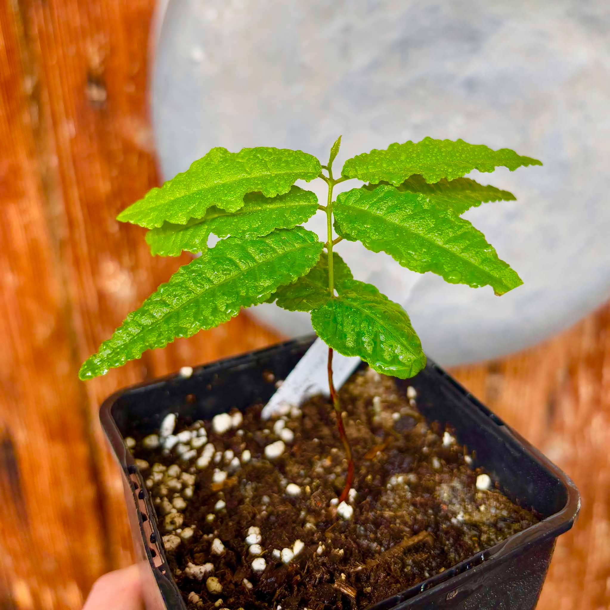 Campomanesia sp Roxa Turiba - 1 small potted seedling / 1 kleiner, getopfter Sämling