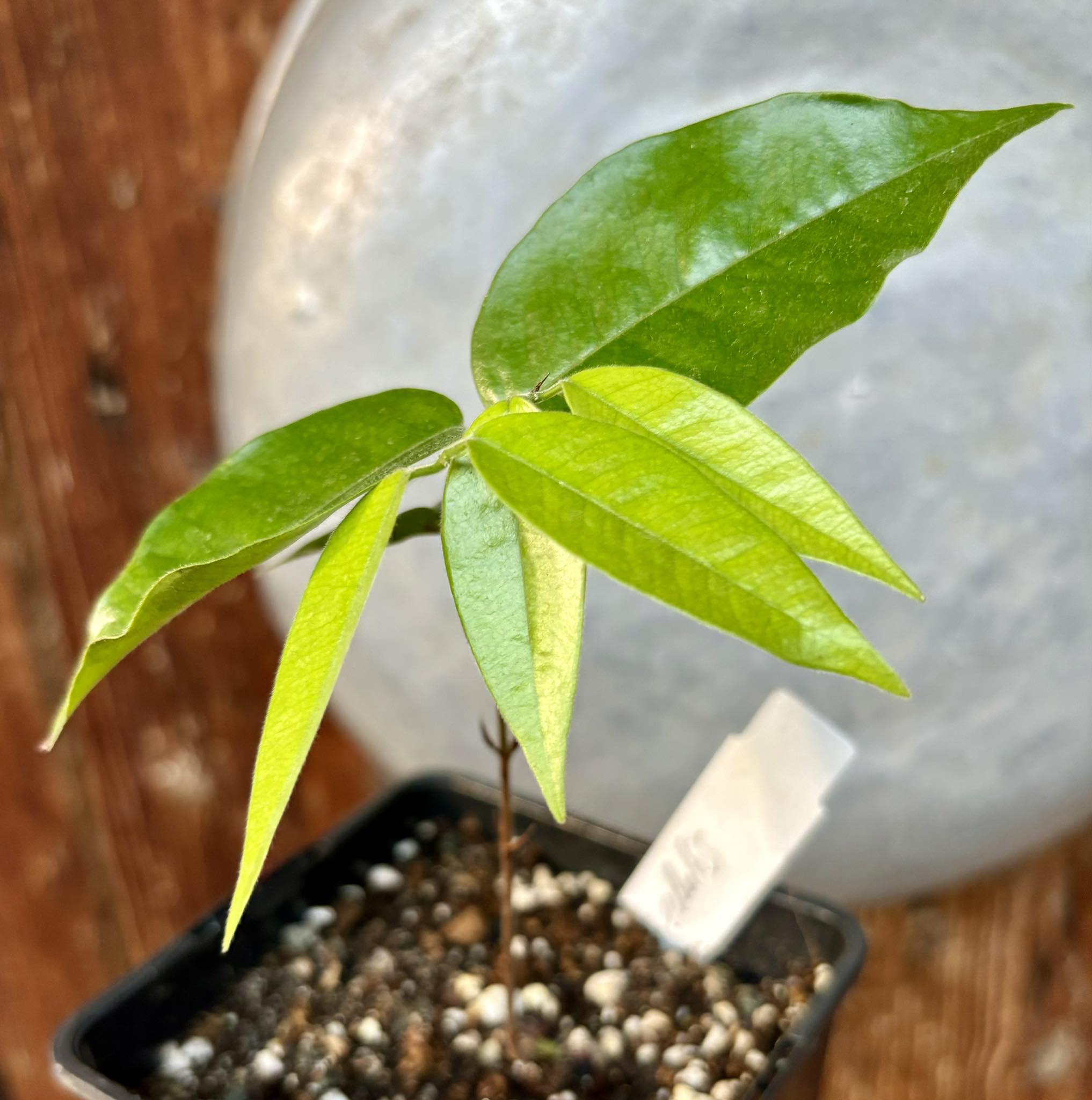 Campuca imperial (Plinia edulis - gigante) - 1 potted plant / 1 getopfte Pflanze