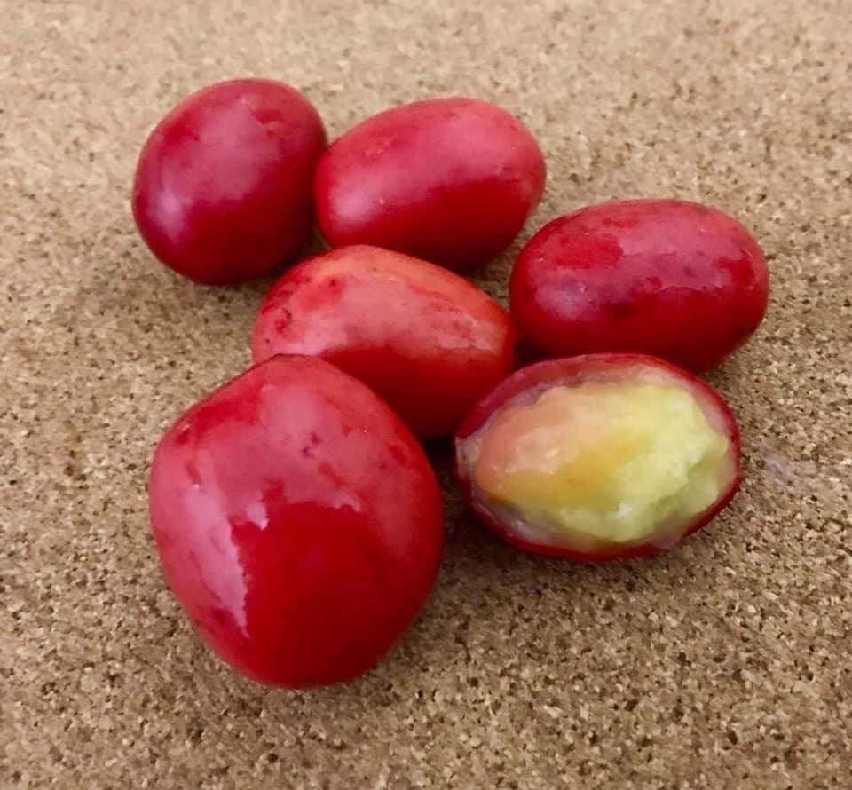 Kaffir Plum (Harpephyllum caffrum) - 1 fresh seed / 1 frischer Samen