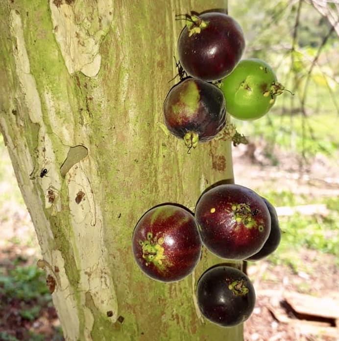 Jaboticaba Peluda de Cruz - Plinia spiritosantensis - 1 potted plant/ 1 getopfte Pflanze