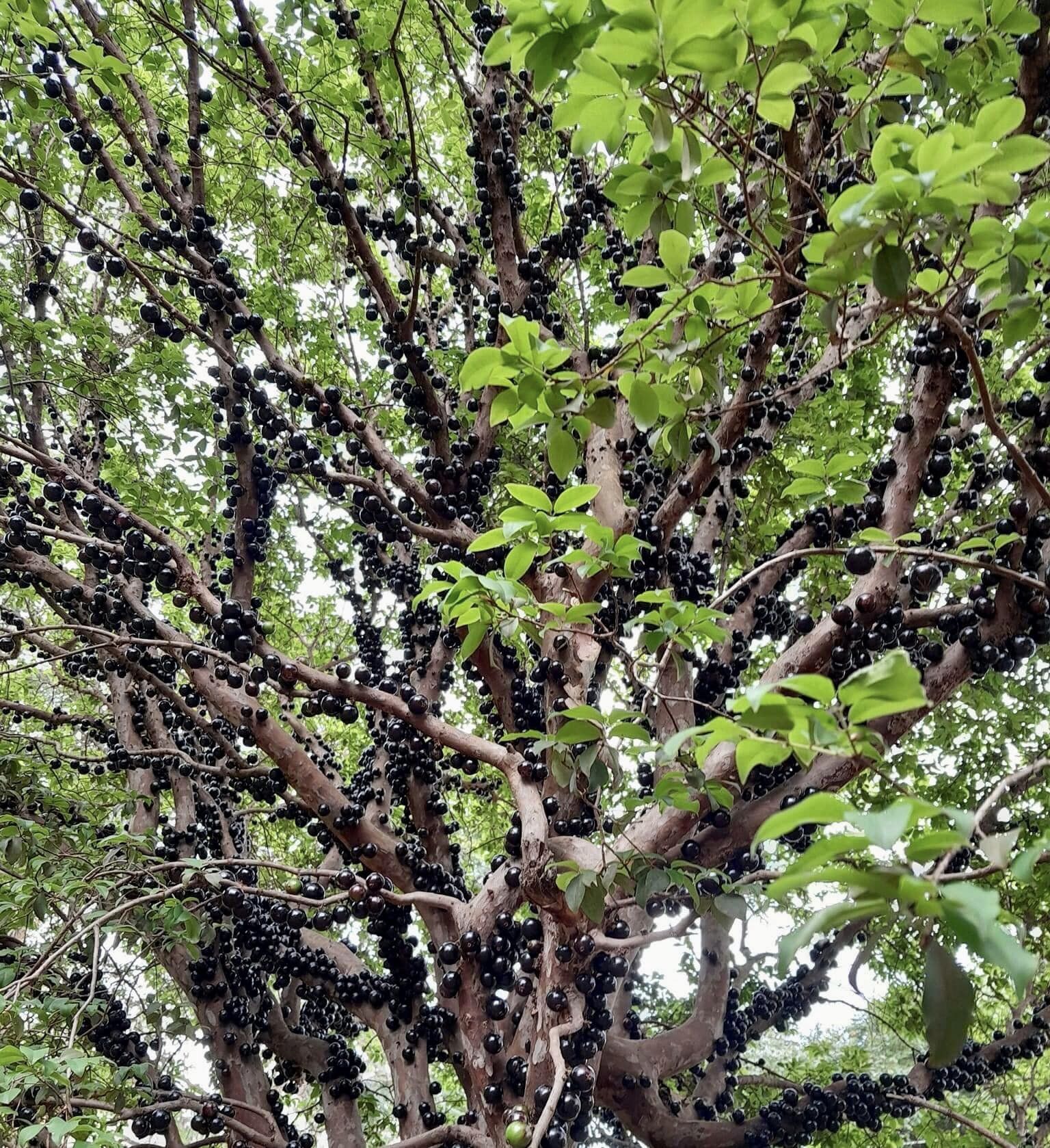 Jaboticaba Oipirinha (Plinia sp) Nr. 3 - 1 potted plant/ 1  getopfte Pflanze