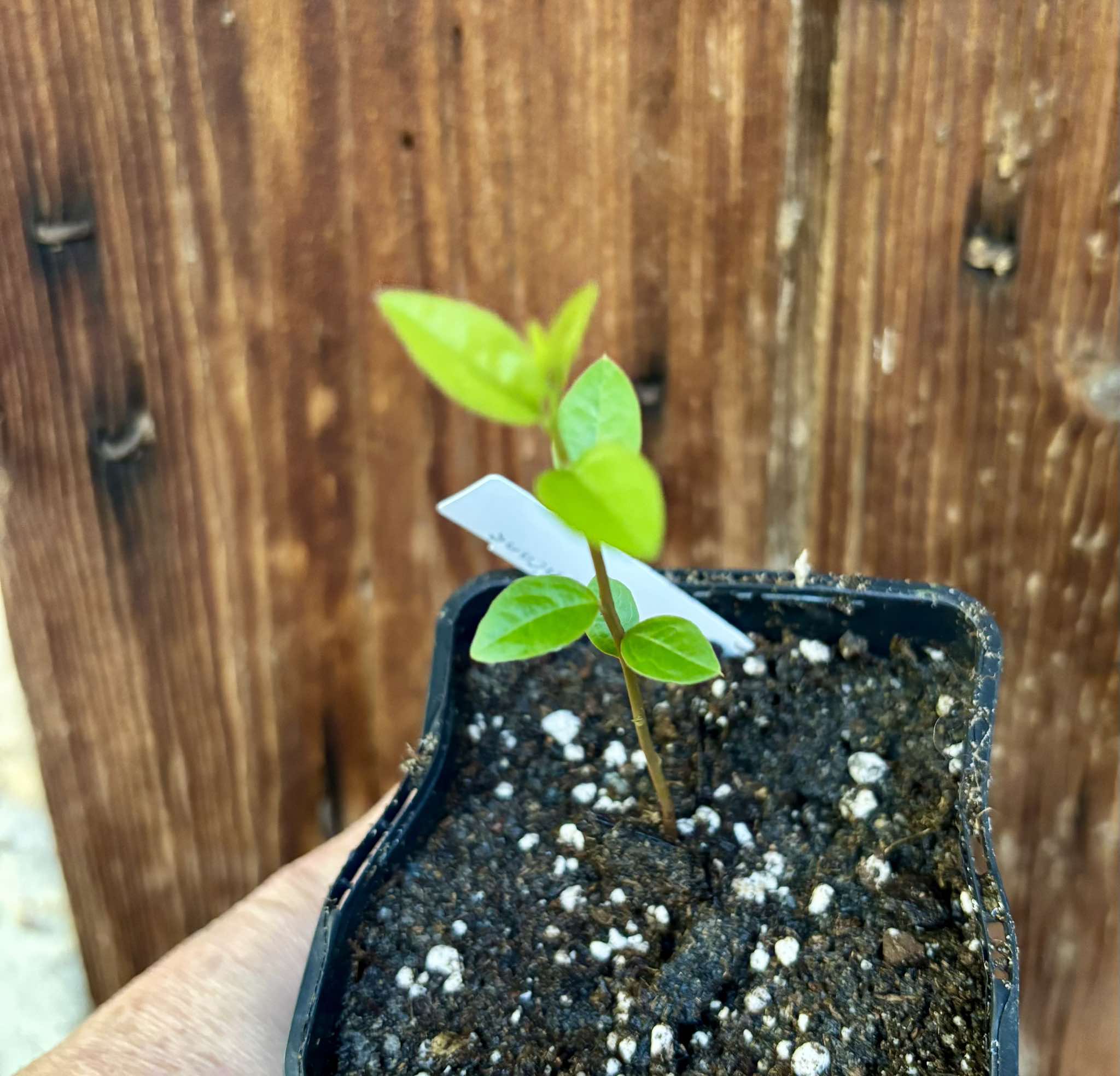 Ximenia americana - Ameixa da Caatinga - 1 small potted seedling / 1 kleiner, getopfter Sämling