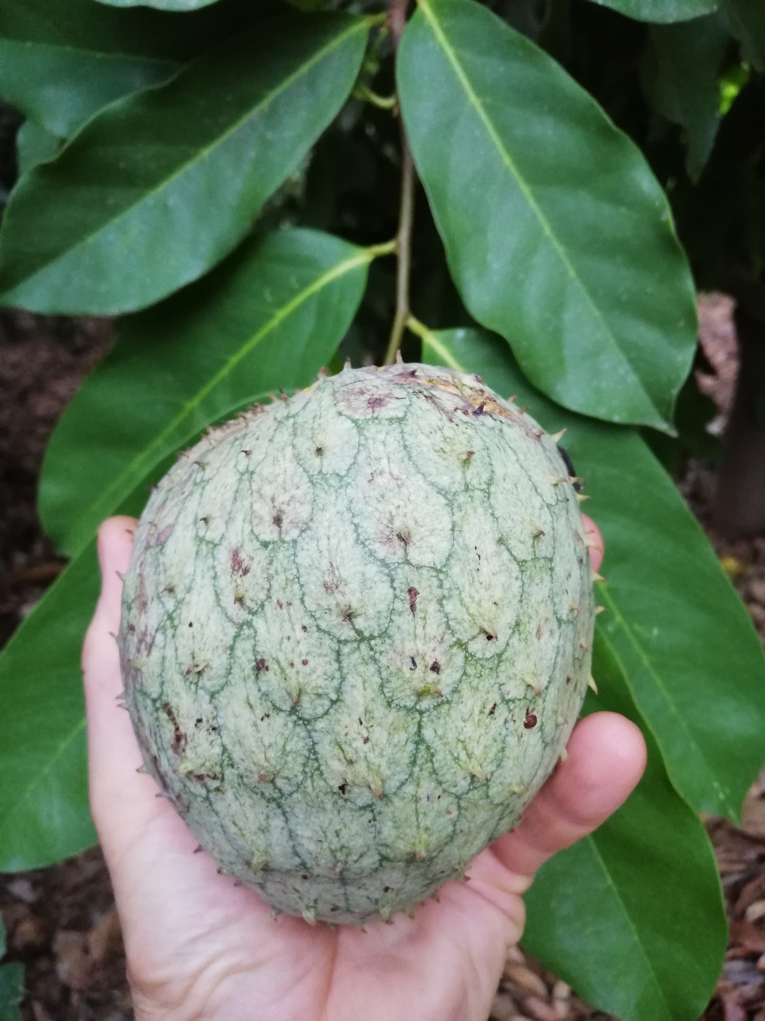 Annona montana - Mountain Soursop - 1 potted plant / 1 getopfte Pflanze