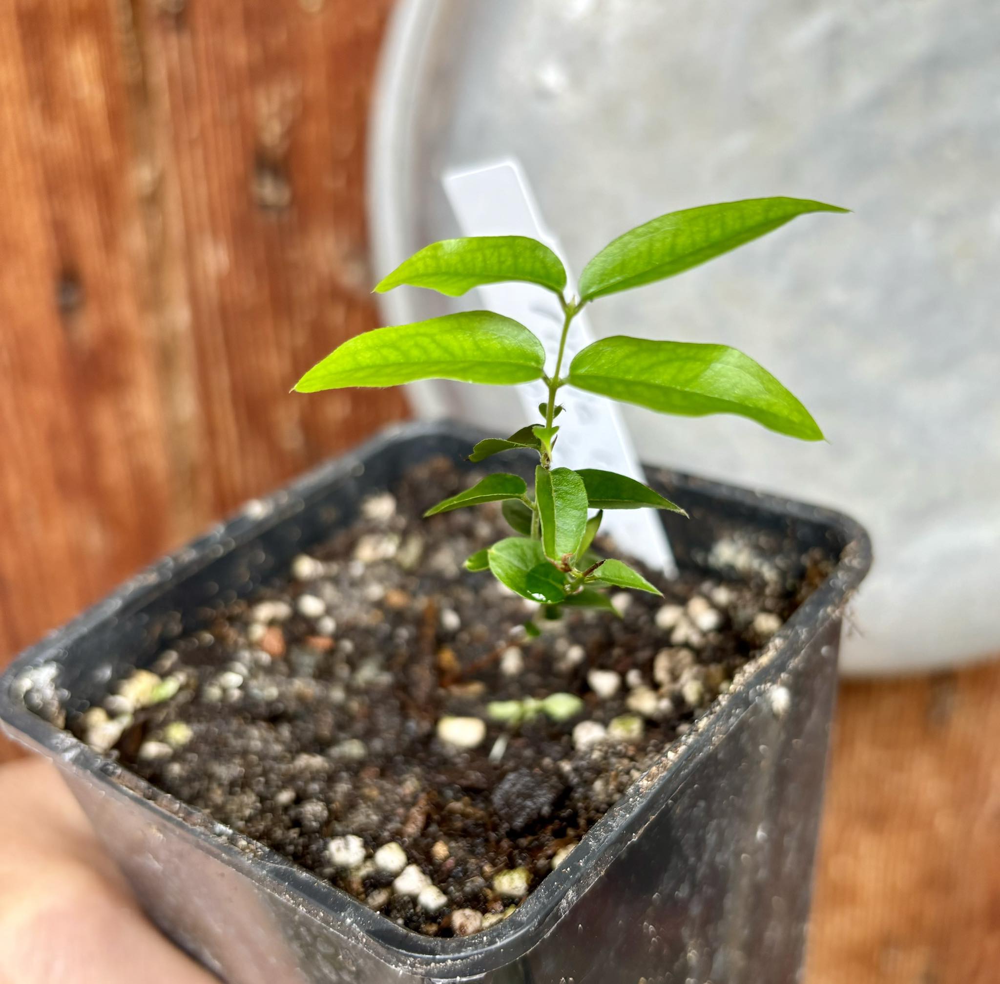 Plinia sp. Corrientes Argentina -  1 potted plant / 1 getopfte Pflanze