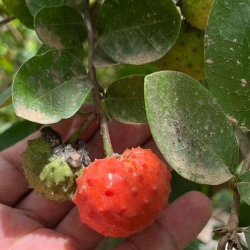 Annona punicifolia - 1 fresh seed / 1 frischer Samen