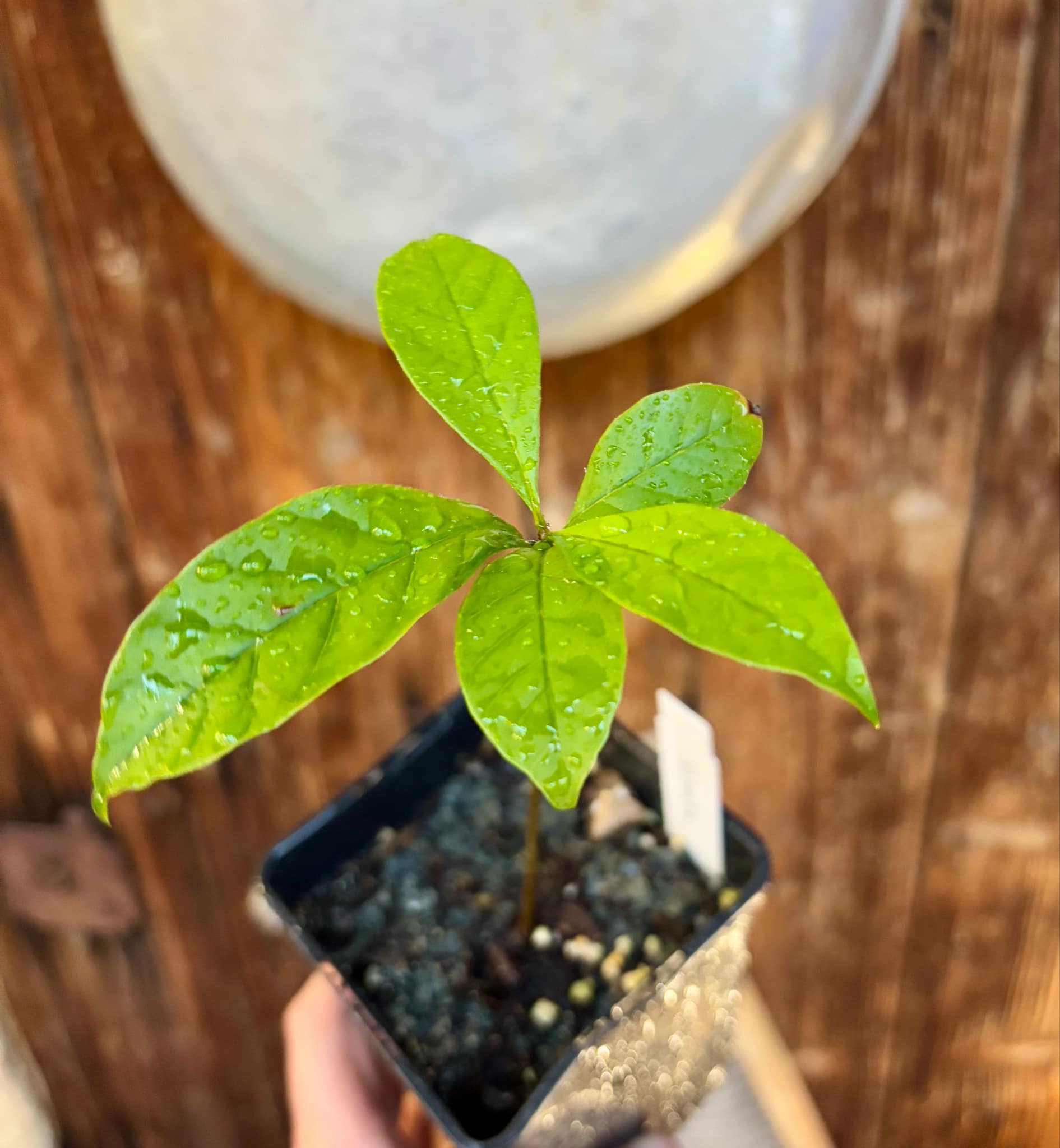 Marmixa (Pradosia lactescens) 1 potted plant / 1 getopfte Pflanze 