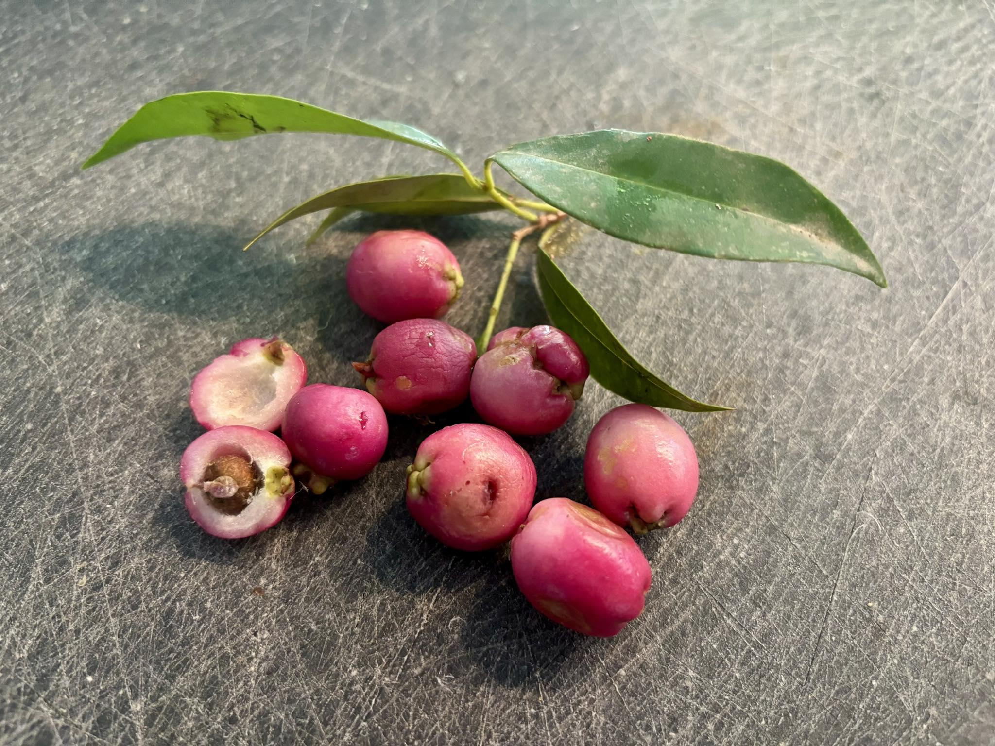 Syzygium smithii - Lilly Pilly Nr. 3 - 1 potted plant / 1 getopfte Pflanze