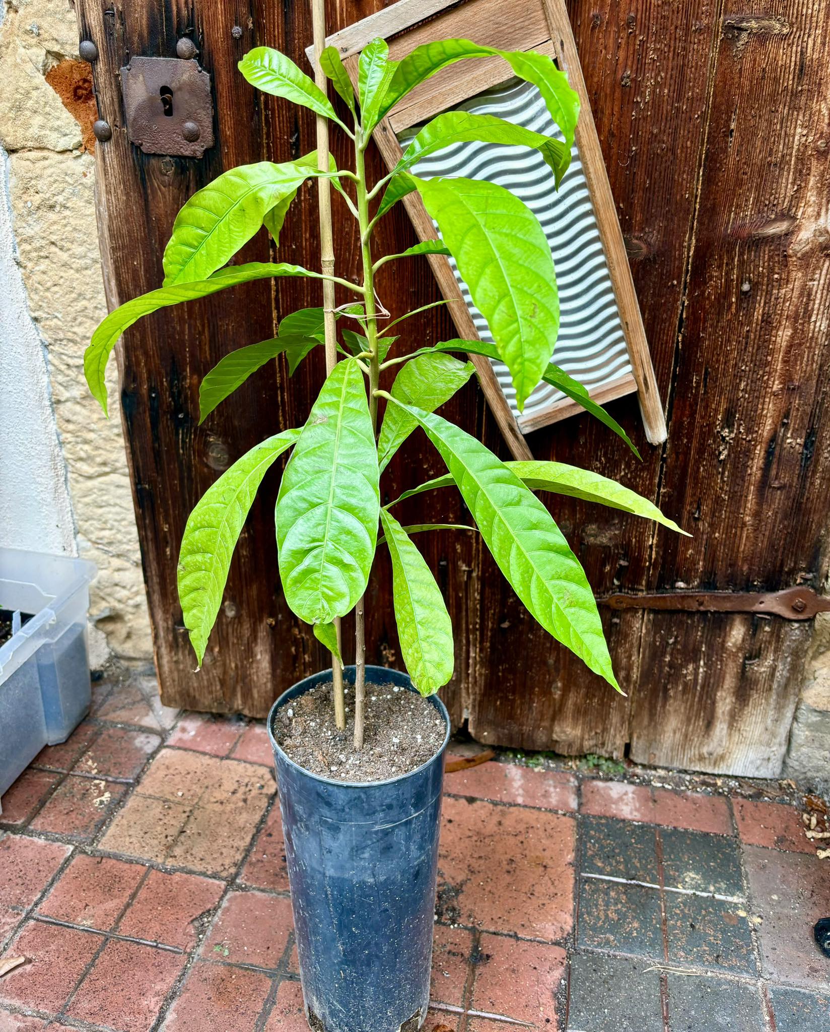 Canistel (Lucuma campechiana) - 1 potted plant / 1 getopfte Pflanze