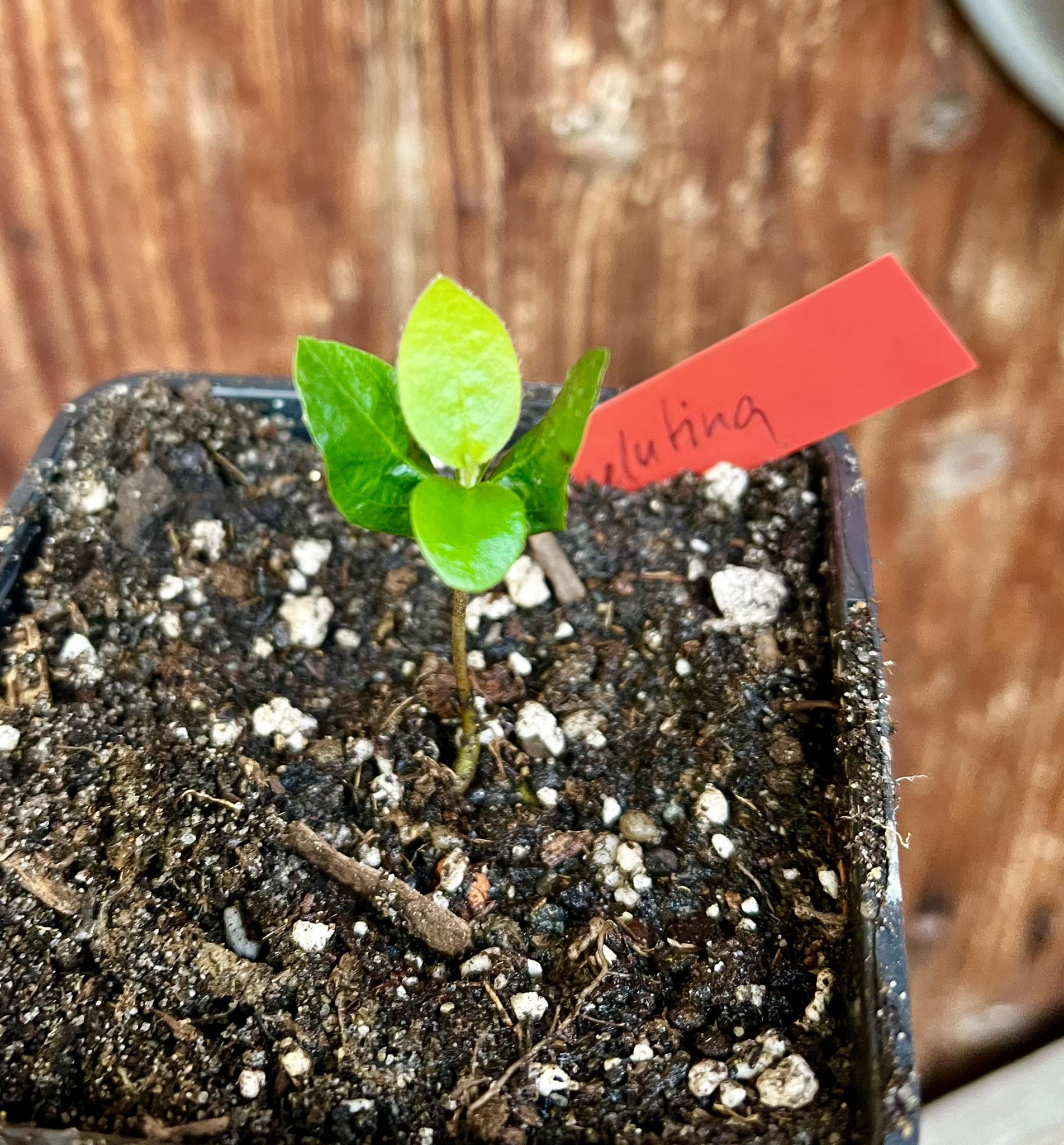 Miliusa velutina 1 small potted plant, 1 kleine, getopfte Pflanze