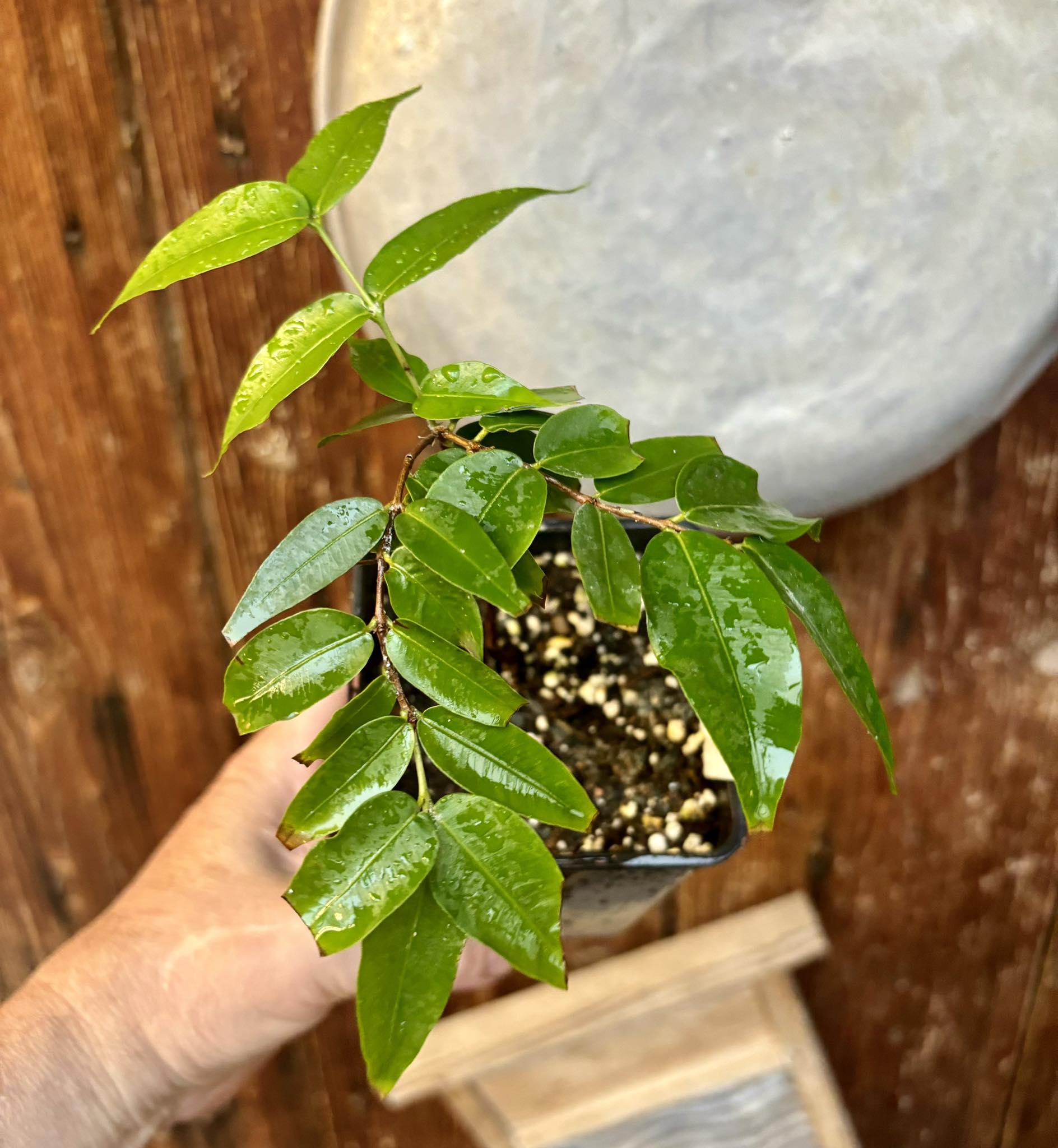 Myrciaria vexator - Blue Jaboticaba - 1 potted plant / 1 getopfte Pflanze