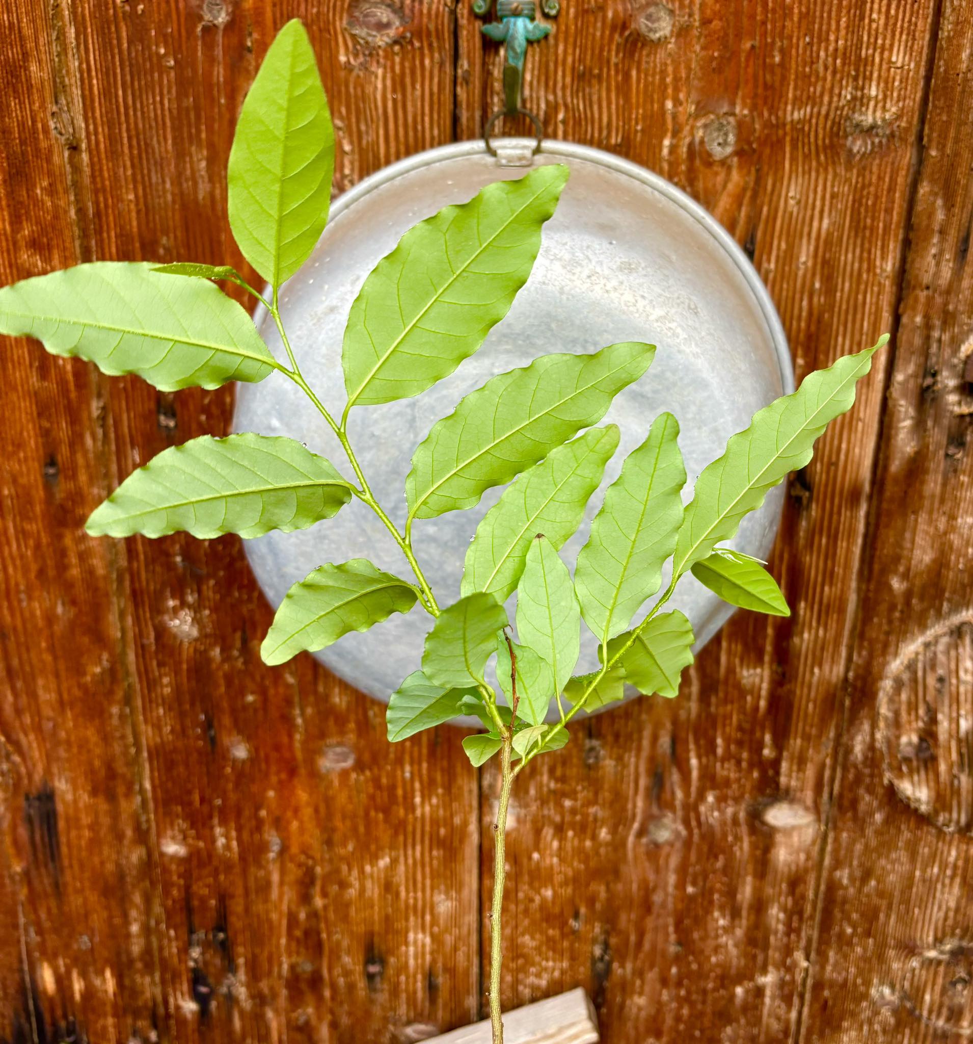 Annona neosalicifolia 1 potted plant / 1 getopfte Pflanze