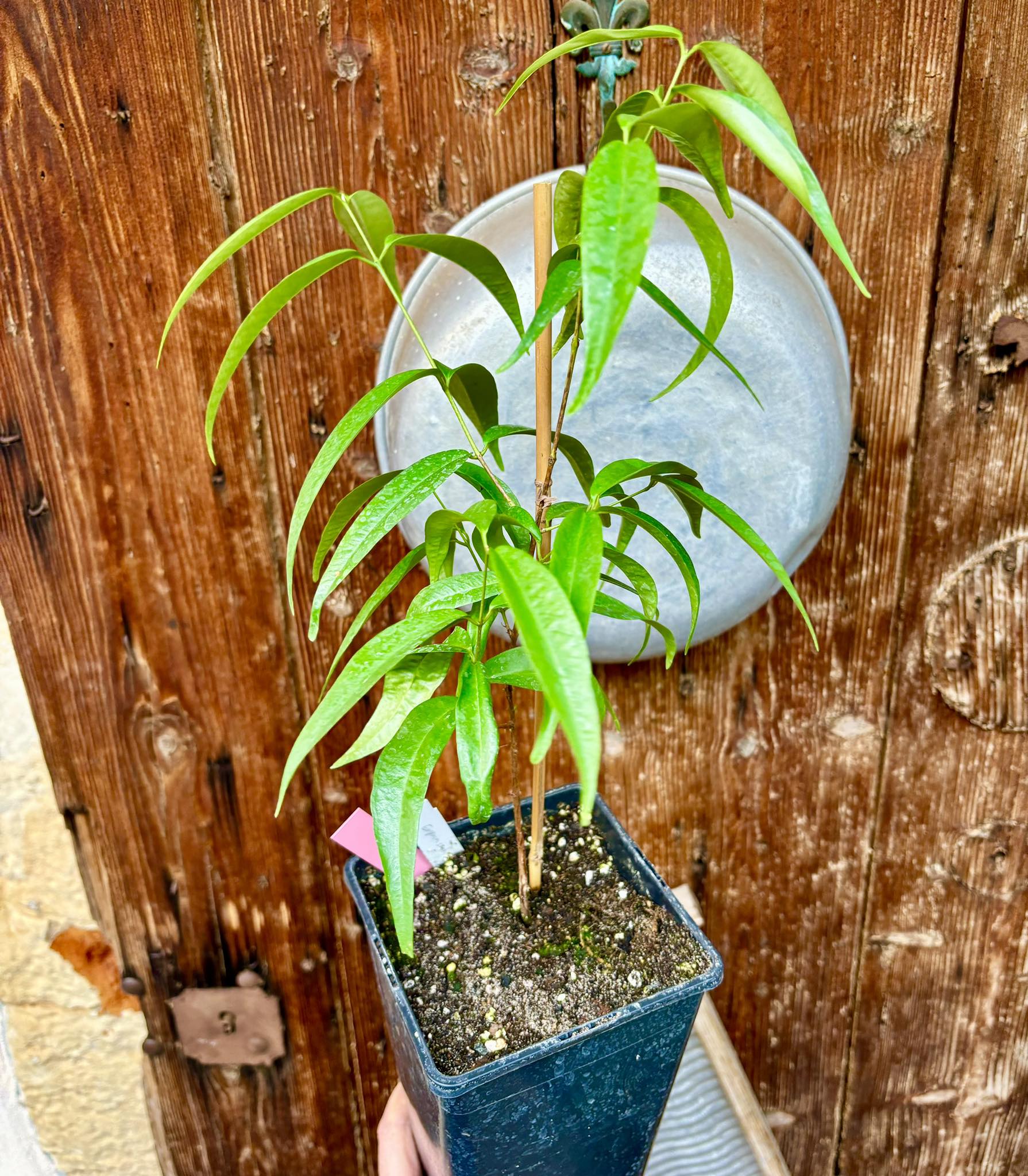 Eugenia sp sect racemosa -  1 potted plant / 1 getopfte Pflanze