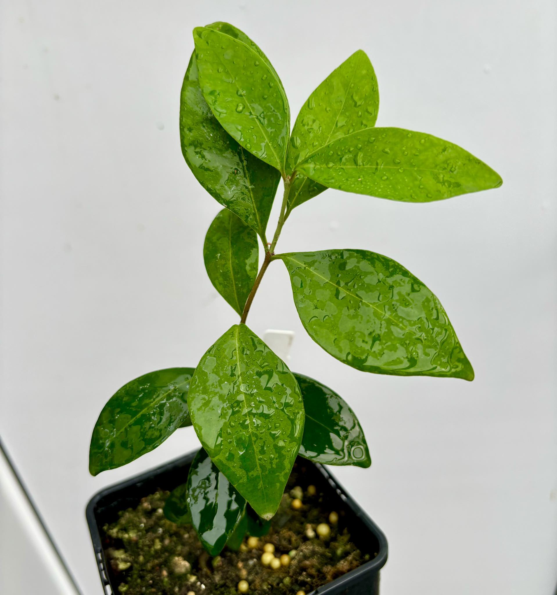 Eugenia uruguayensis - 1 potted plant / 1 getopfte Pflanze