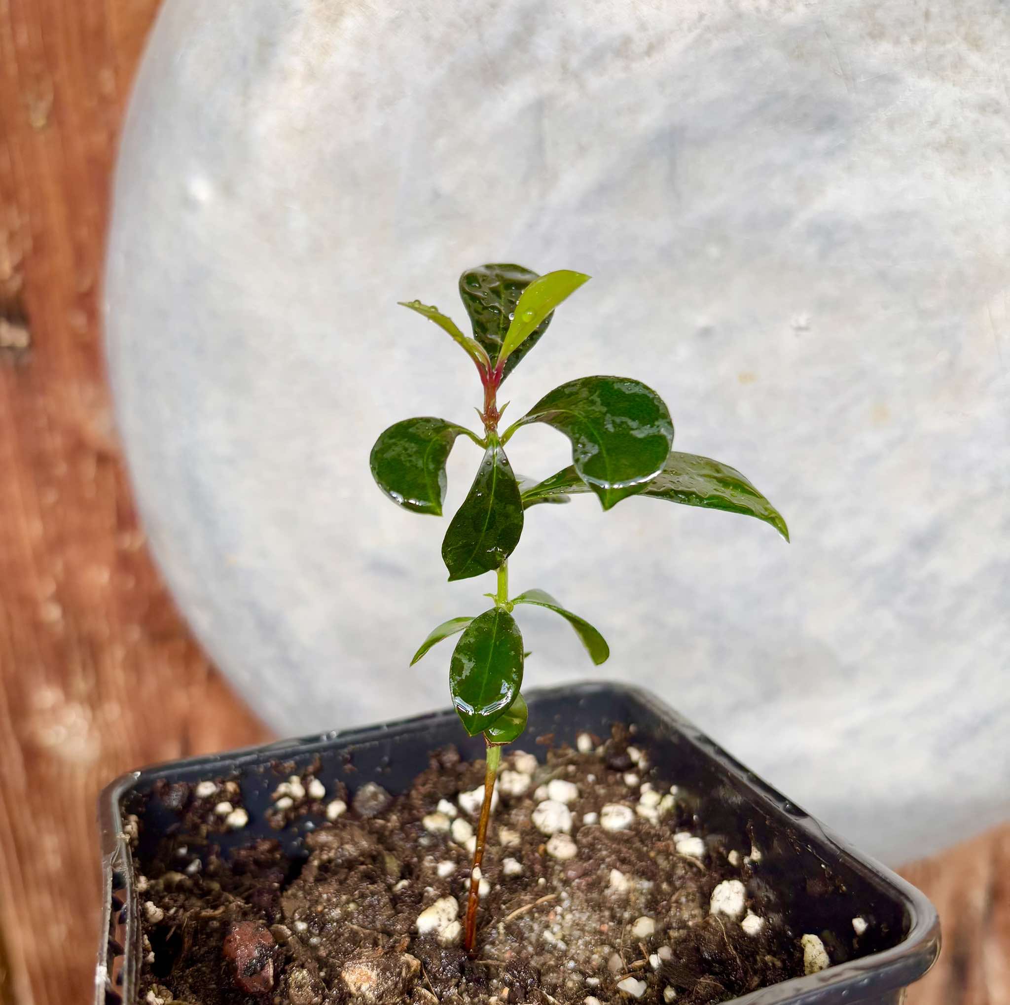 Syzygium oleosum - Blue Lilly Pilly - 1 small potted seedling / 1 kleiner, getopfter Sämling