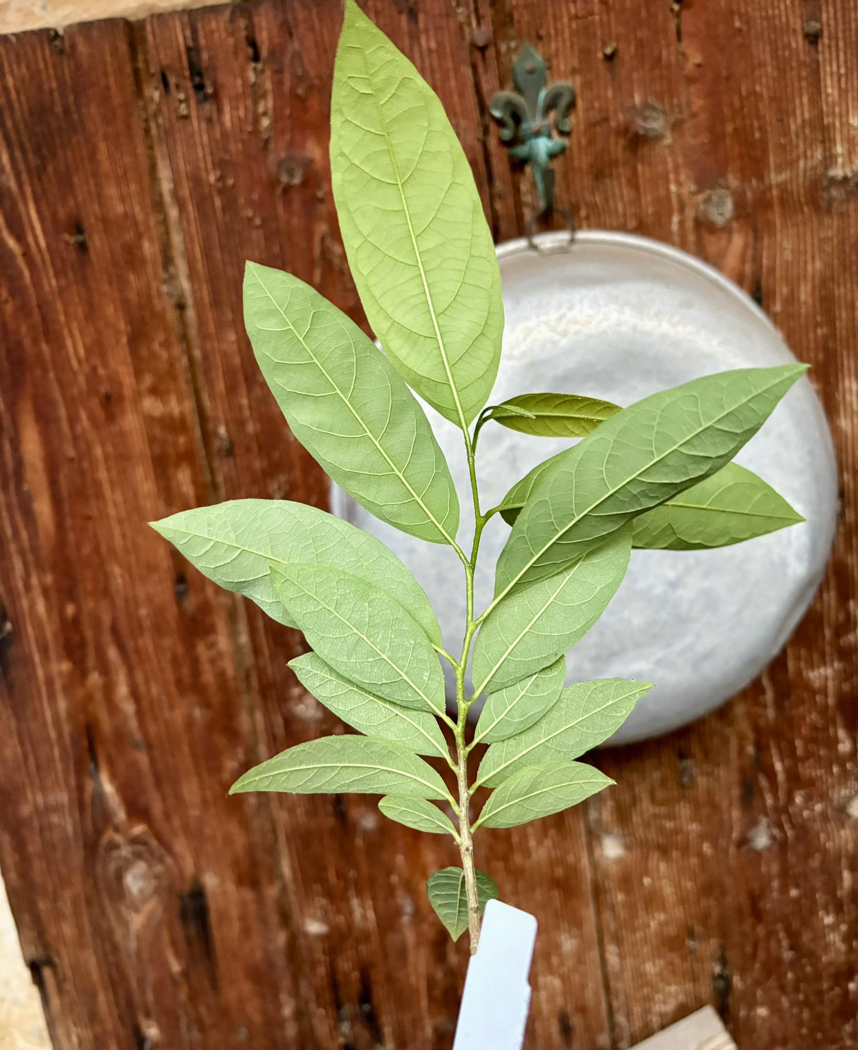 Annona squamosa RED - 1 potted seedling / 1 getopfter Sämling