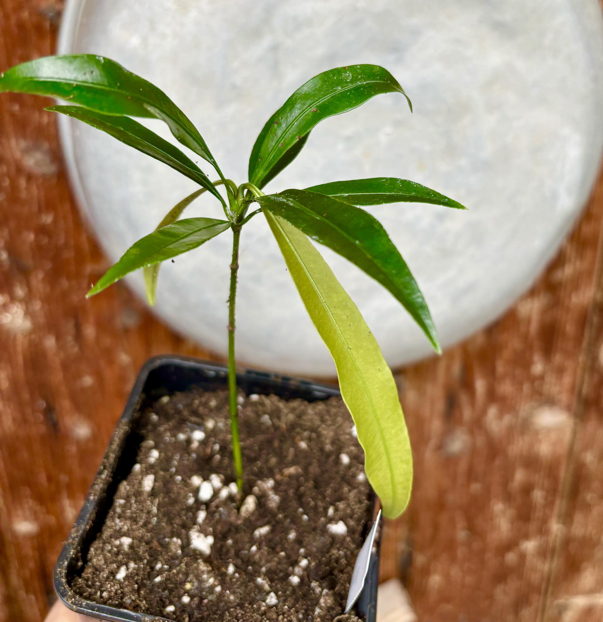Garcinia humilis  - Achachairu Nr. 2 - 1 potted plant / 1 getopfte Pflanze Kopie