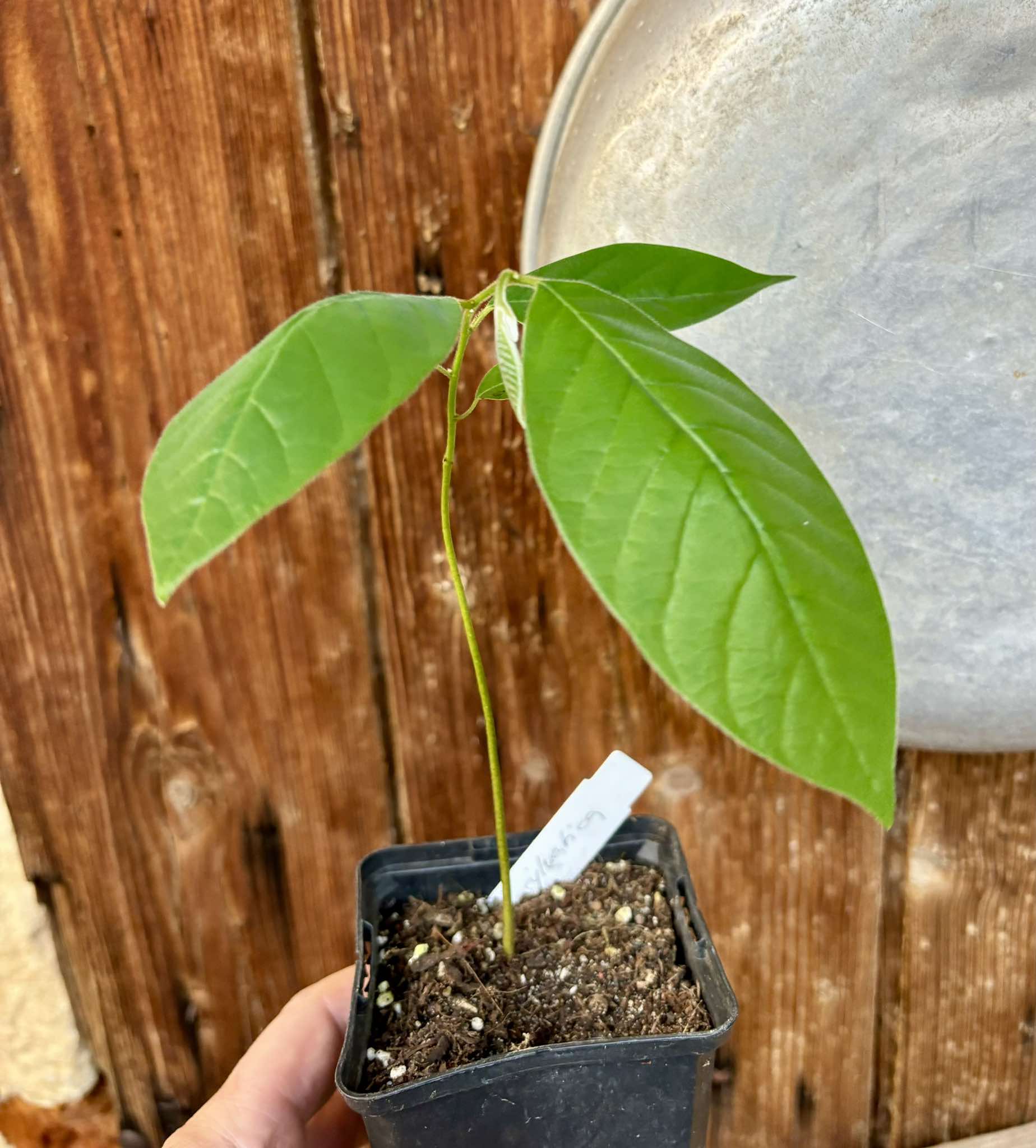 Annona sylvatica - 1 potted plant / 1 getopfte Pflanze