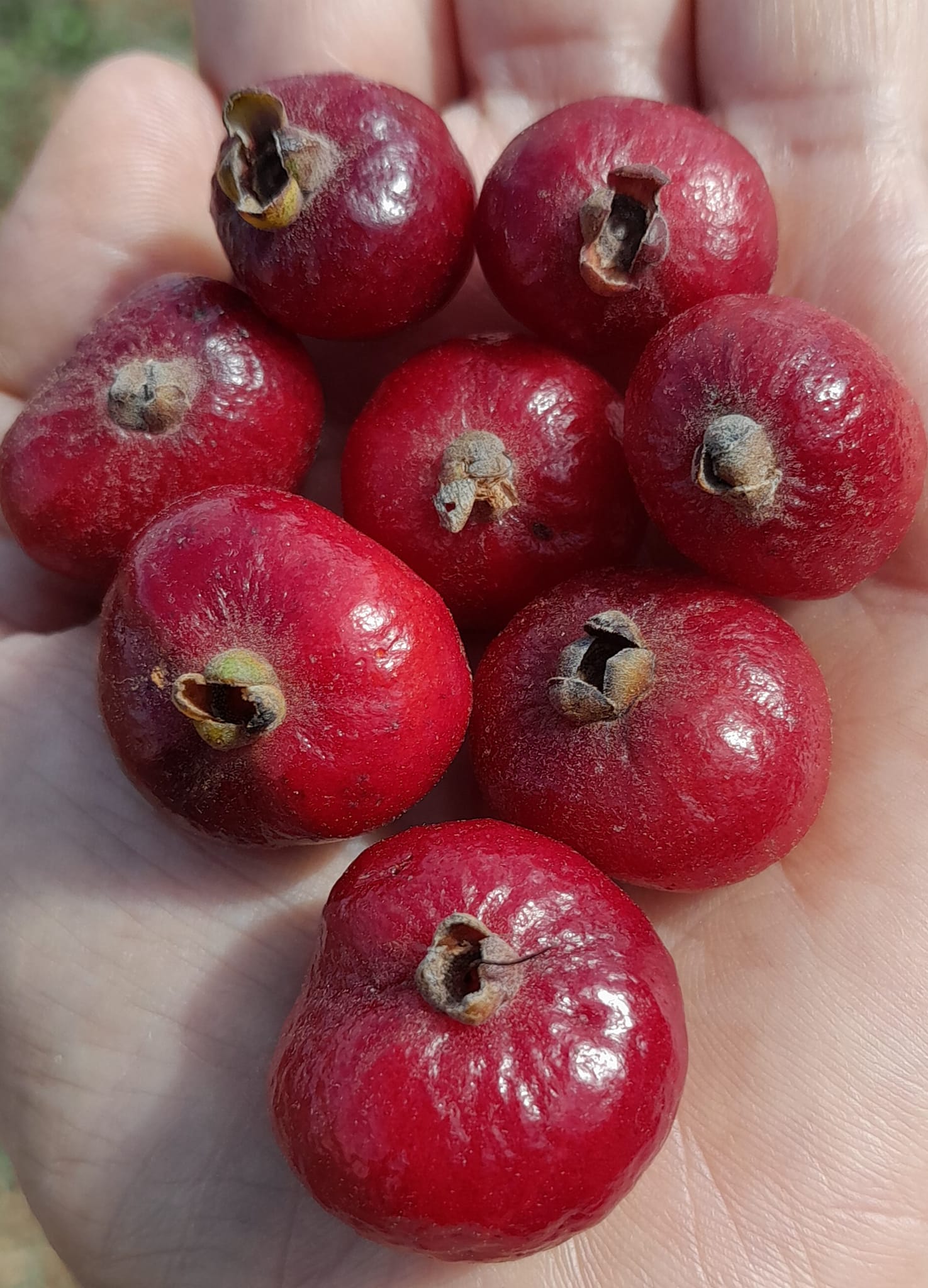 Eugenia sp. Diamantina Nova ,  1 fresh seed / 1 frischer Samen