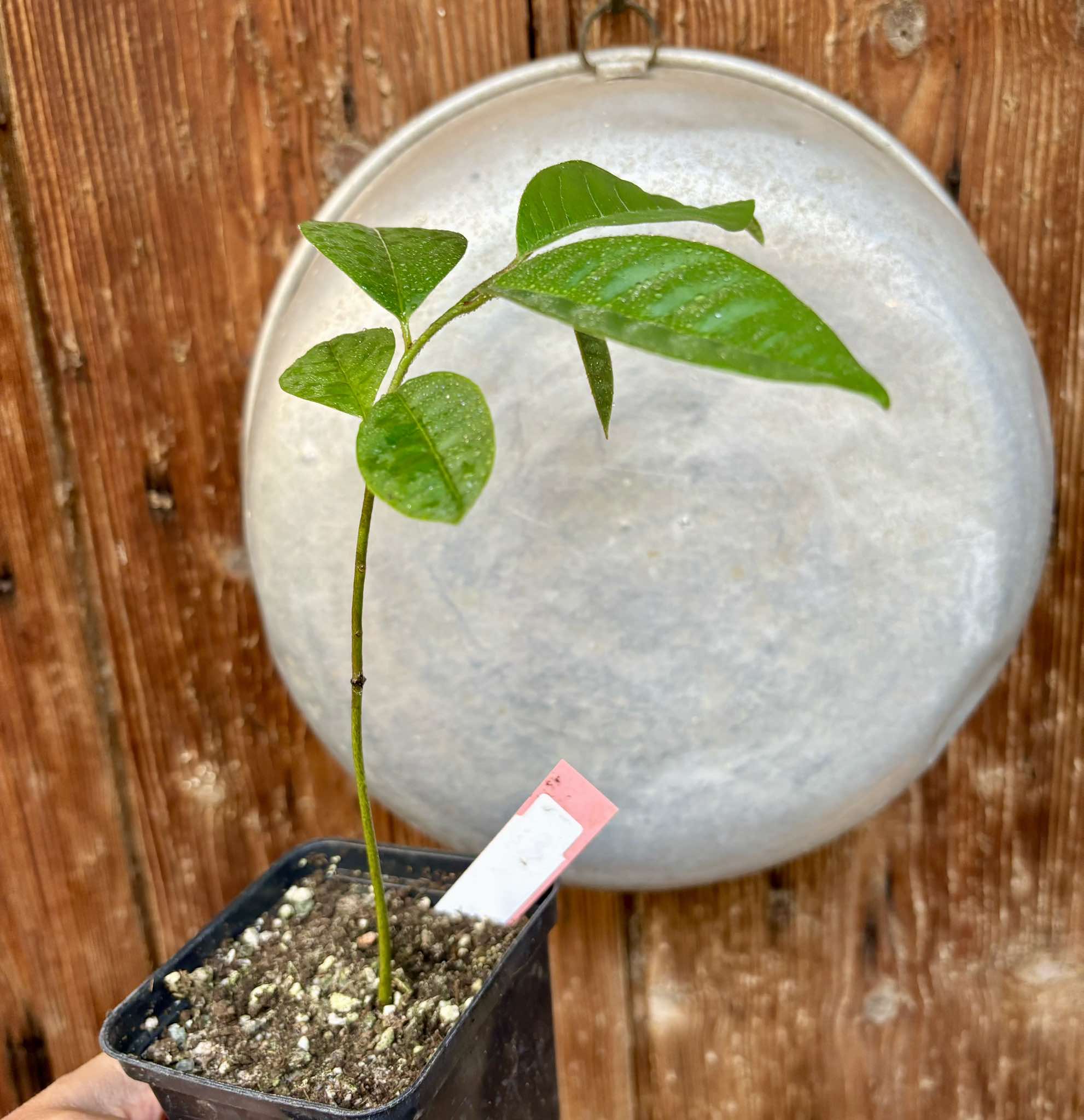 Annona mucosa - Biriba / Rollinia- 1 small potted plant / 1 kleine, getopfte Pflanze