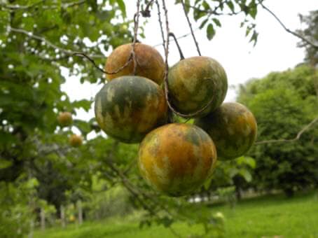 Solanum alternatopinnatum - Juquirioba - 5 fresh seeds / 5 frische Samen