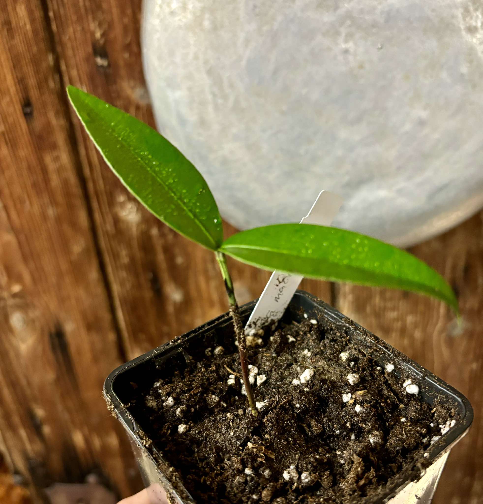 Garcinia macrophylla - 1 small potted seedling / 1 kleiner, getopfter Sämling