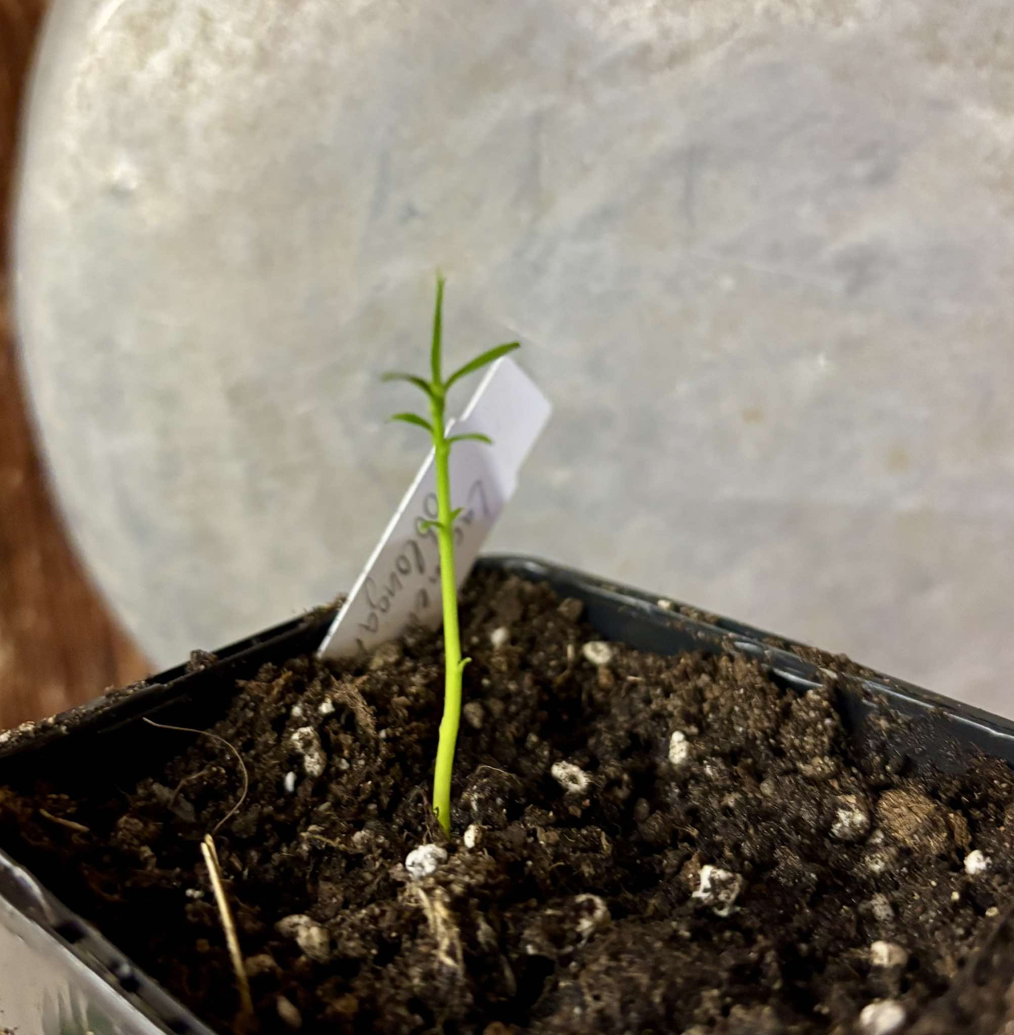 Chewing Gum Fruit (Lacmellea oblongata) - 1 small potted seedling / 1 kleiner, getopfter Sämling