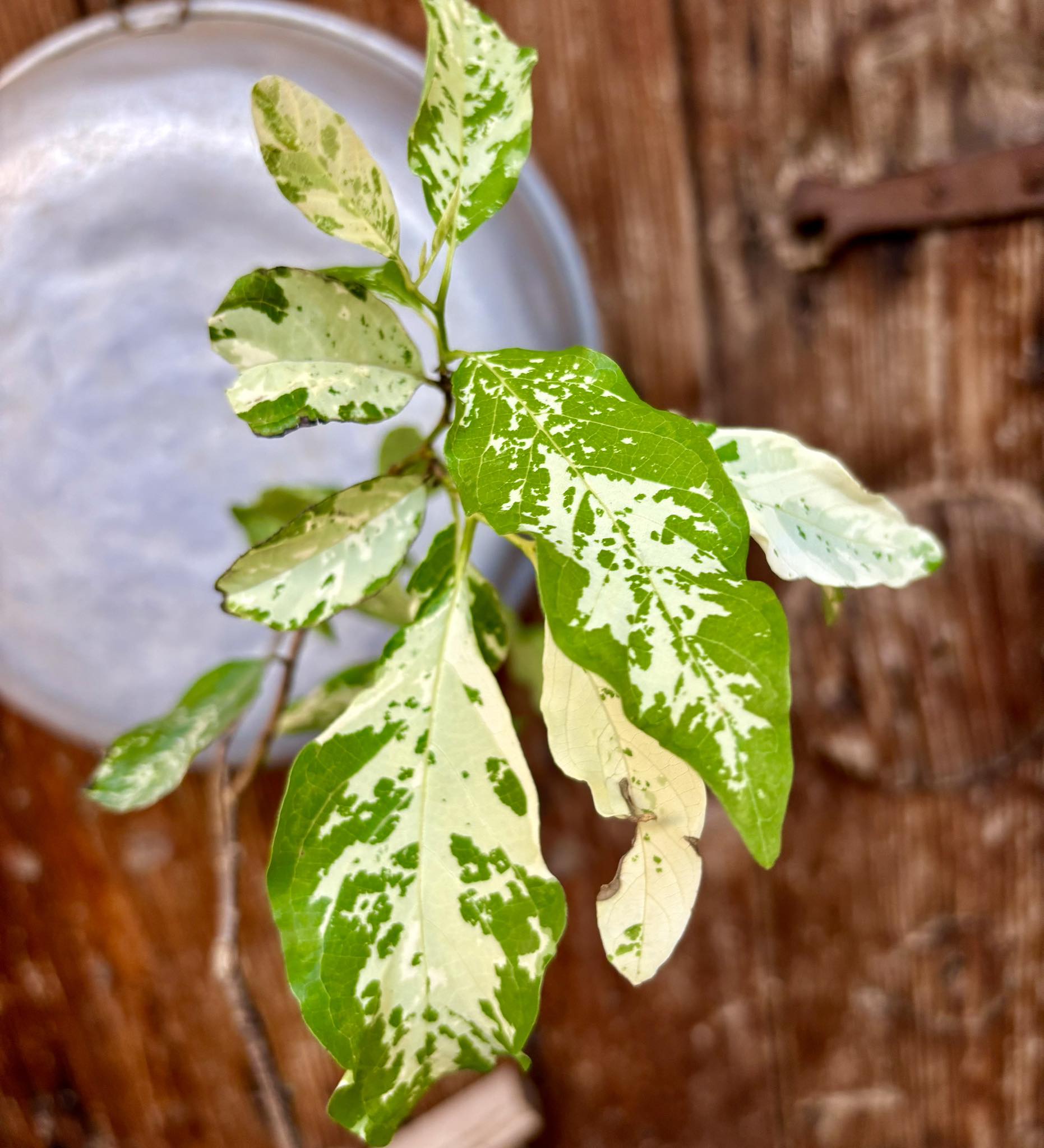 Annona squamosa VARIEGATED - 1 potted plant / 1 getopfte Pflanze