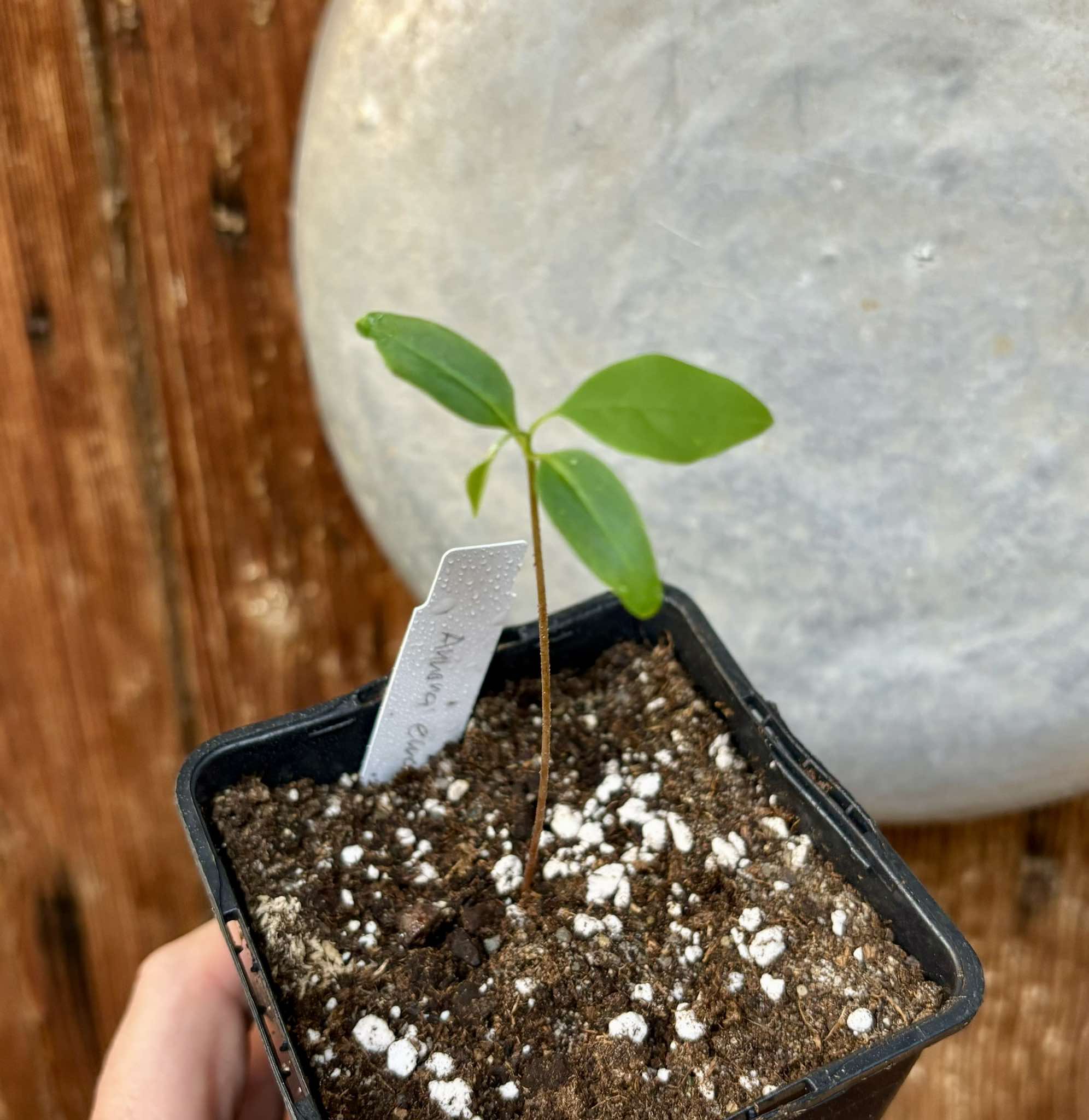 Annona emarginata - 1 potted plant / 1 getopfte Pflanze