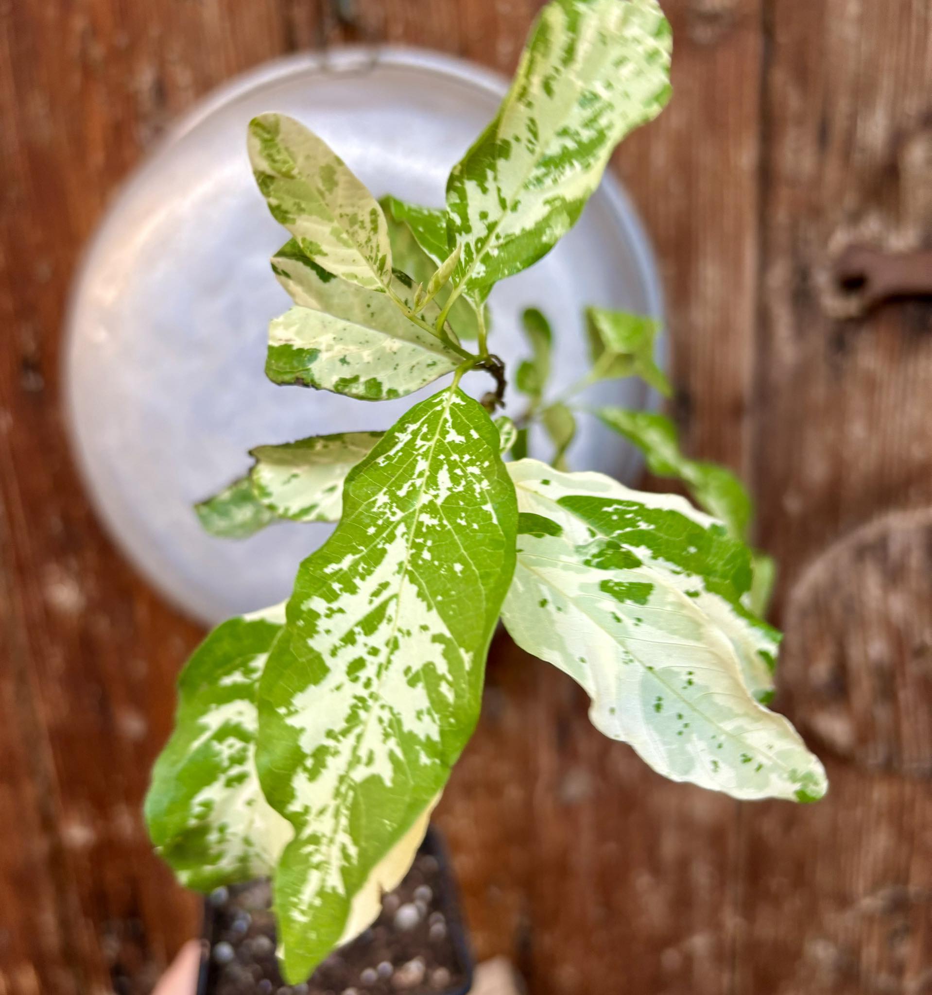 Annona squamosa VARIEGATED - 1 potted plant / 1 getopfte Pflanze