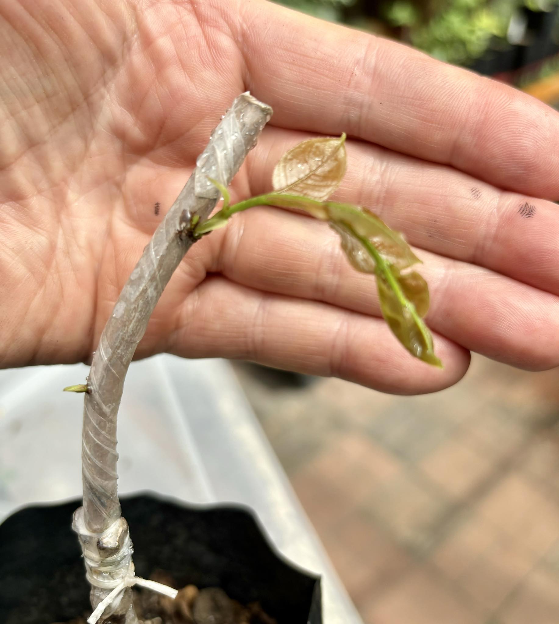 Plinia cauliflora - Sabara - grafted - 1 potted plant / 1 getopfte Pflanze