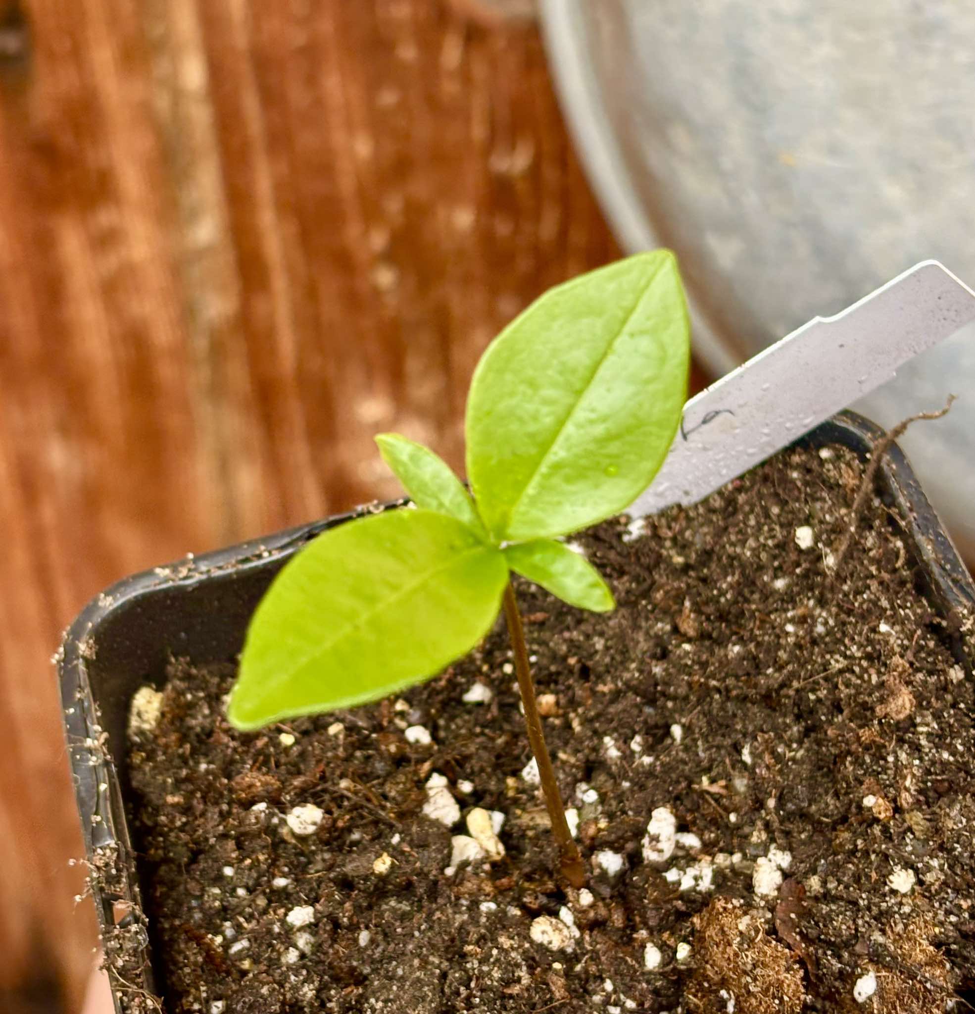 Duguetia lanceolata - Pindaiba - 1 small potted seedling / 1 kleiner, getopfter Sämling