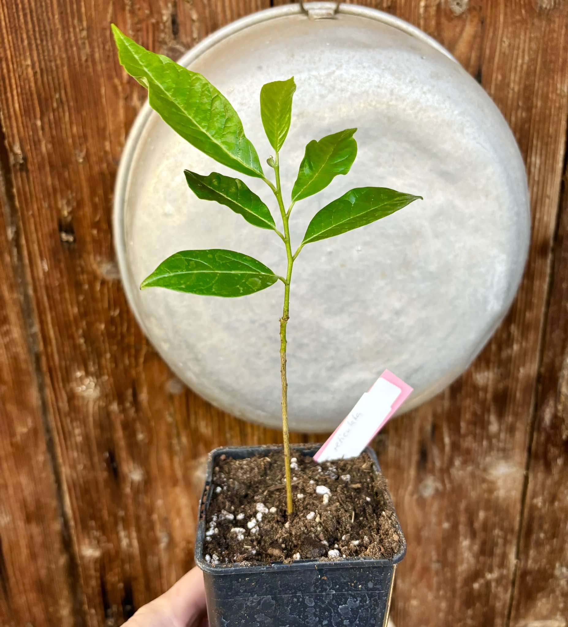 Annona reticulata big pink-red variety - 1 potted plant / 1 getopfte Pflanze