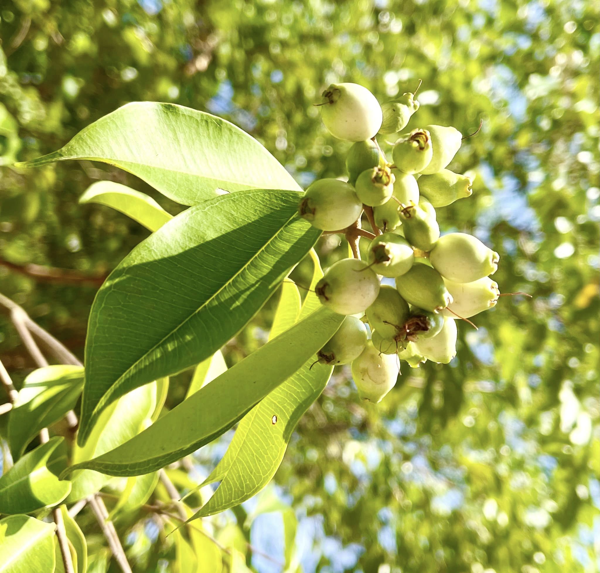 Syzygium cerasiforme - White Lilly Pilly - 1 potted plant / 1 getopfte Pflanze