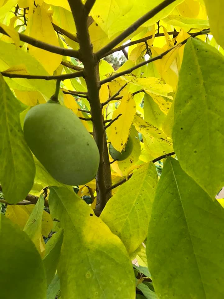 PawPaw var. Prima 1216 (Asimina triloba) - 1 fresh seed / 1 frischer Samen 