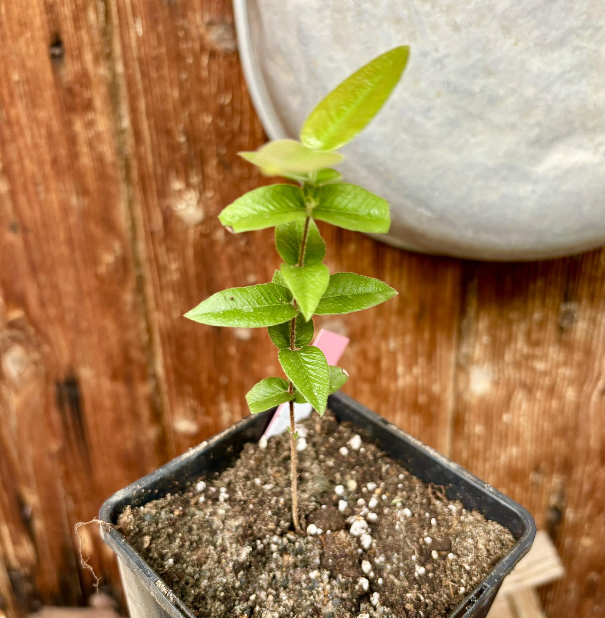 Myrciaria caerulescens Nr. 1 - Roxa - Blue Guaquiea -  1 potted plant  / 1 getopfte Pflanze