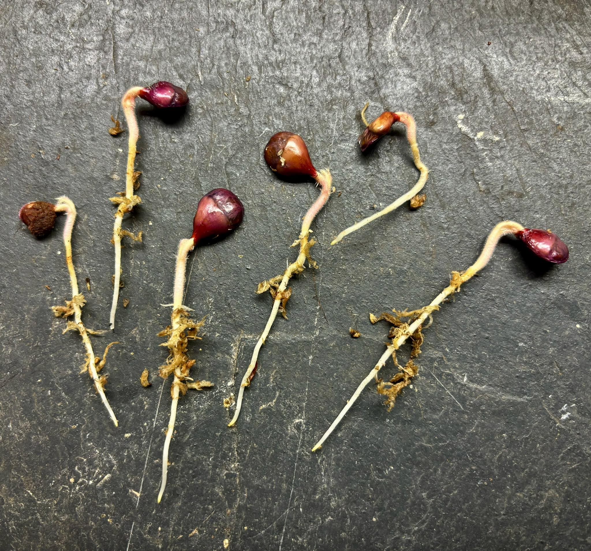 Davidson Plum (Davidsonia jerseyana) - 1 germinated seed / 1 gekeimter Samen