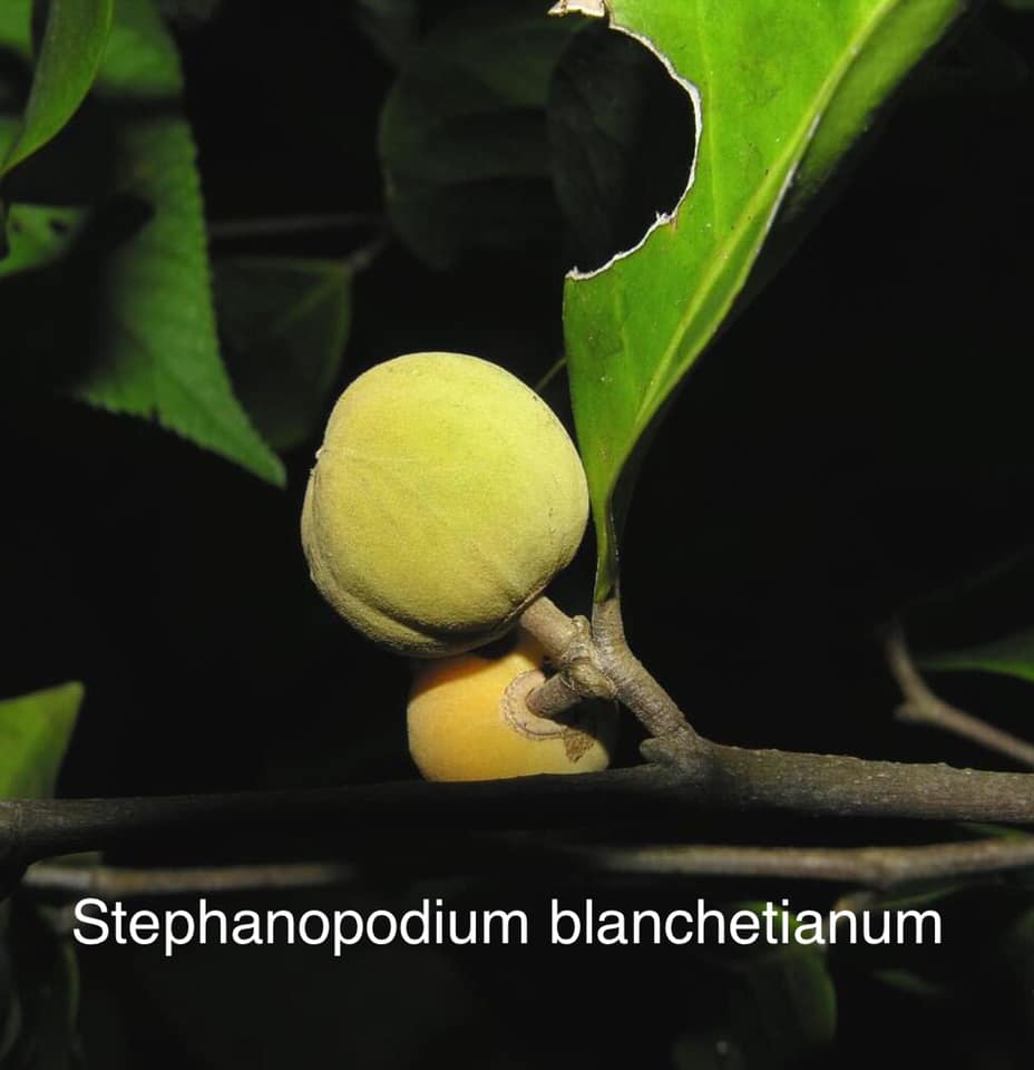 Stephanopodium blanchetianum - 1 potted plant / 1 getopfte Pflanze