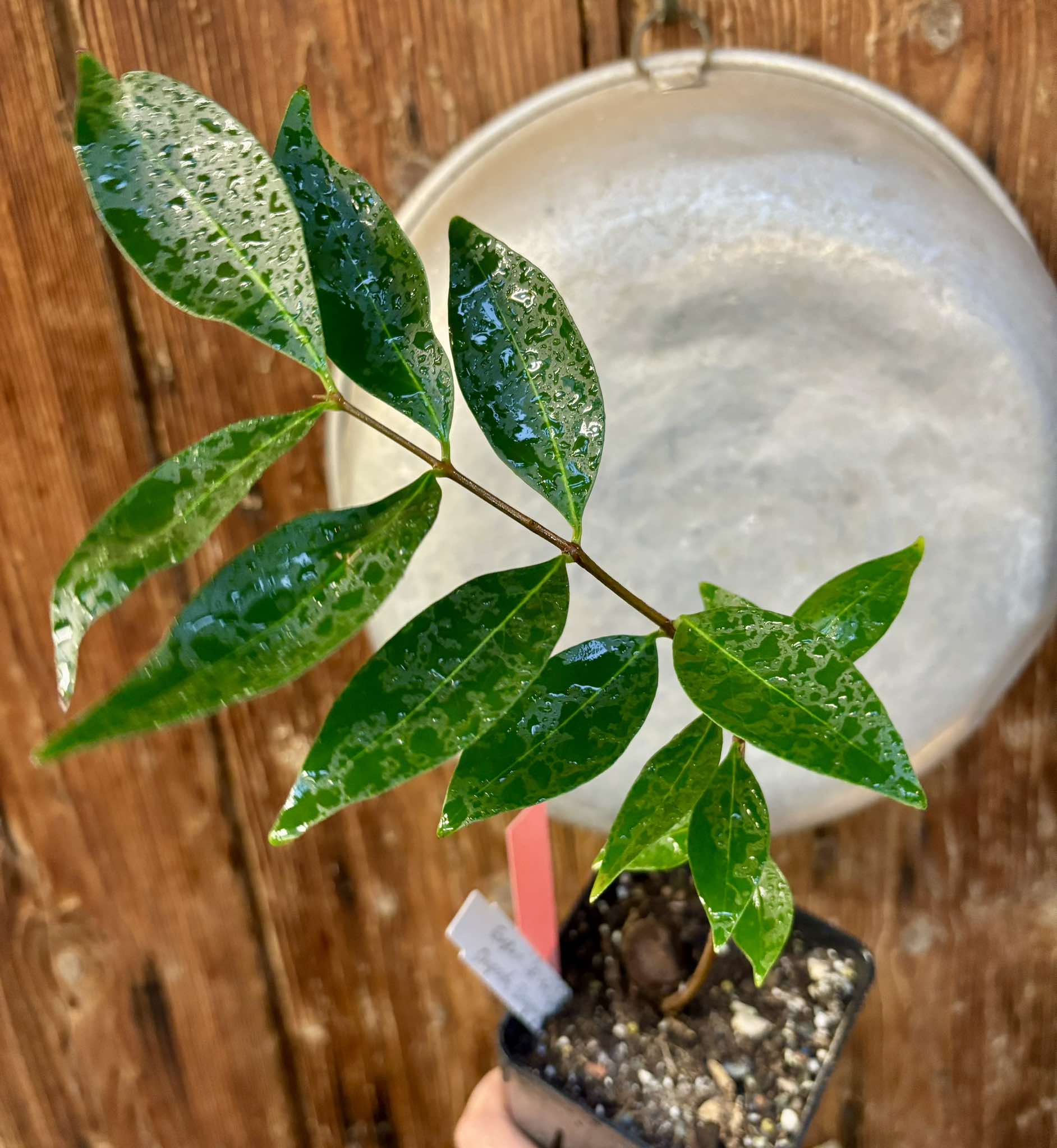 Eugenia sp Chapada Diamantina - 1 potted plant / 1 getopfte Pflanze