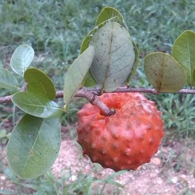 Annona punicifolia - 1 fresh seed / 1 frischer Samen