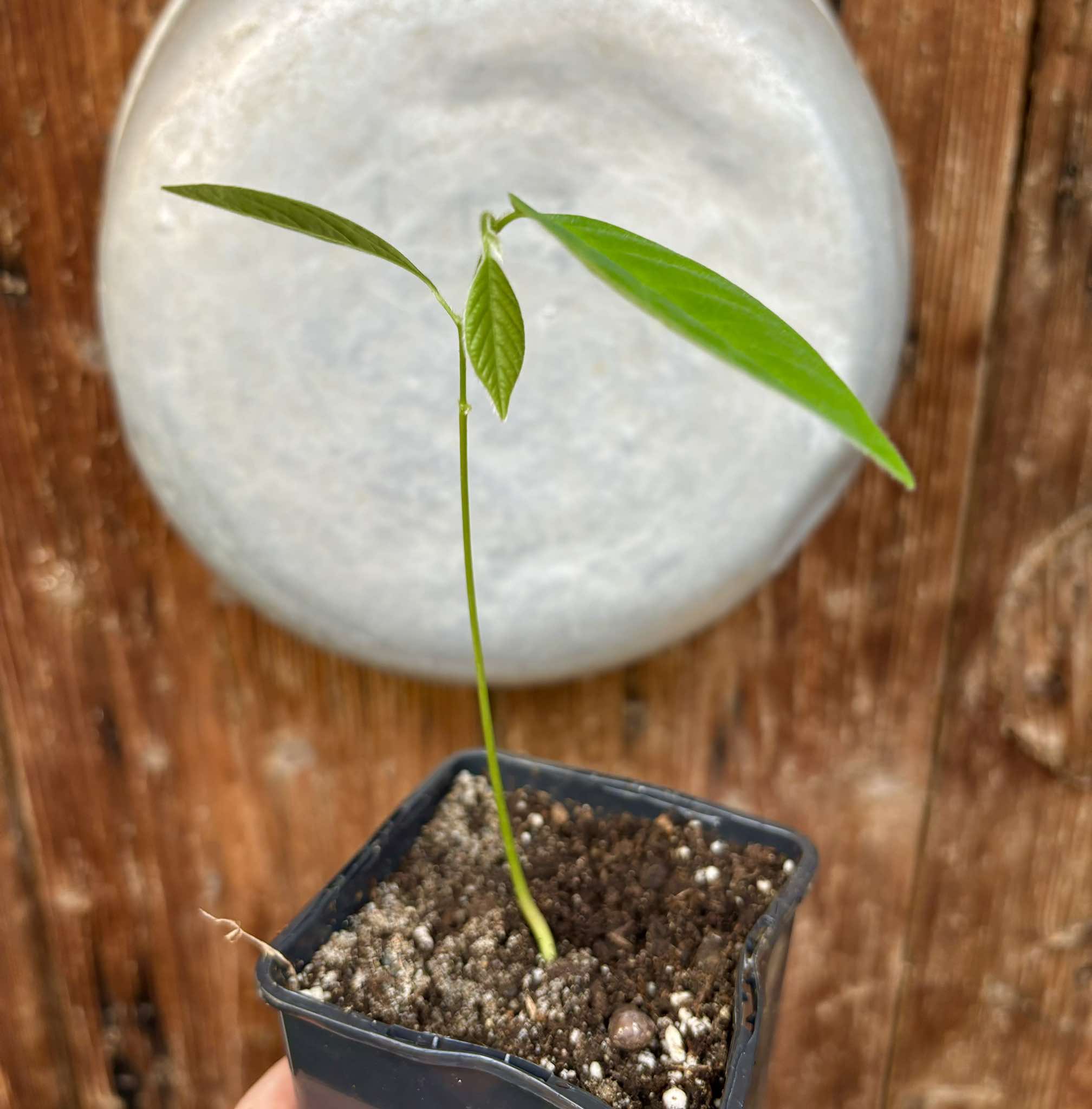 Annona sylvatica - 1 potted plant / 1 getopfte Pflanze