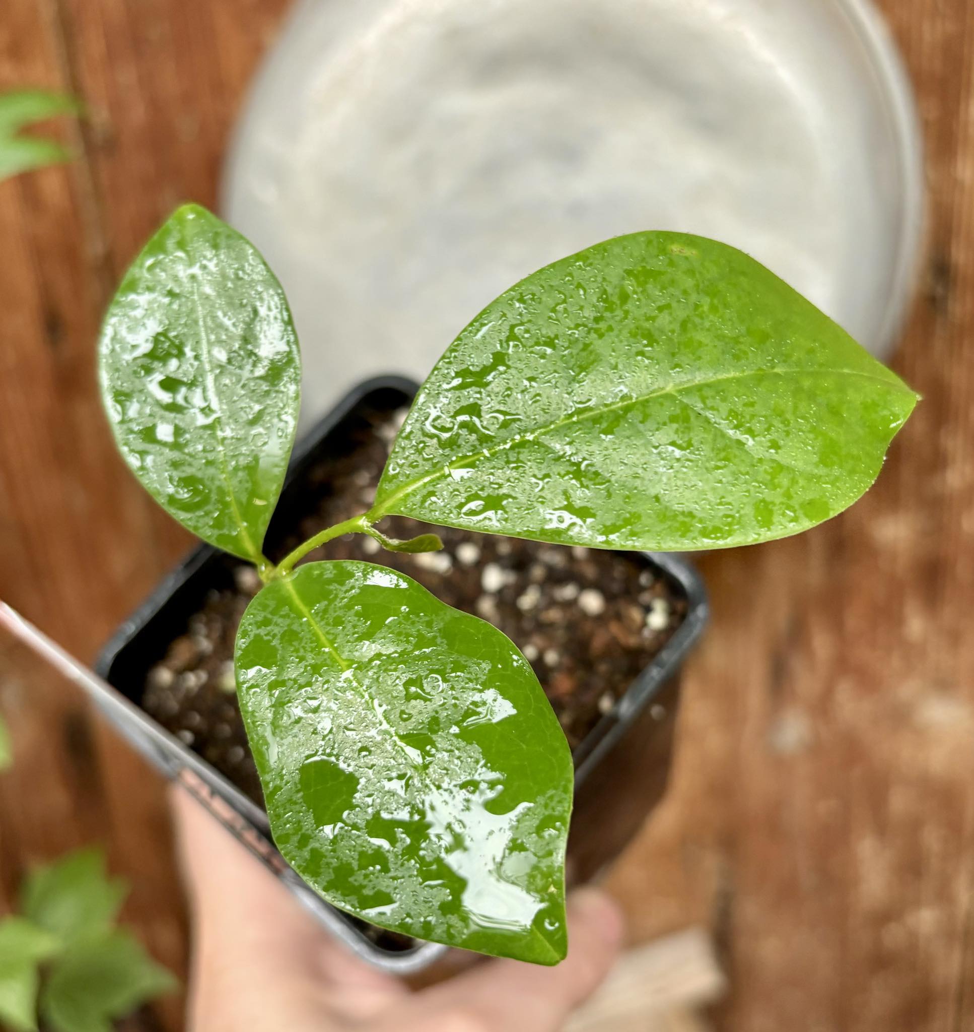 Annona montana - Mountain Soursop - 1 potted plant / 1 getopfte Pflanze