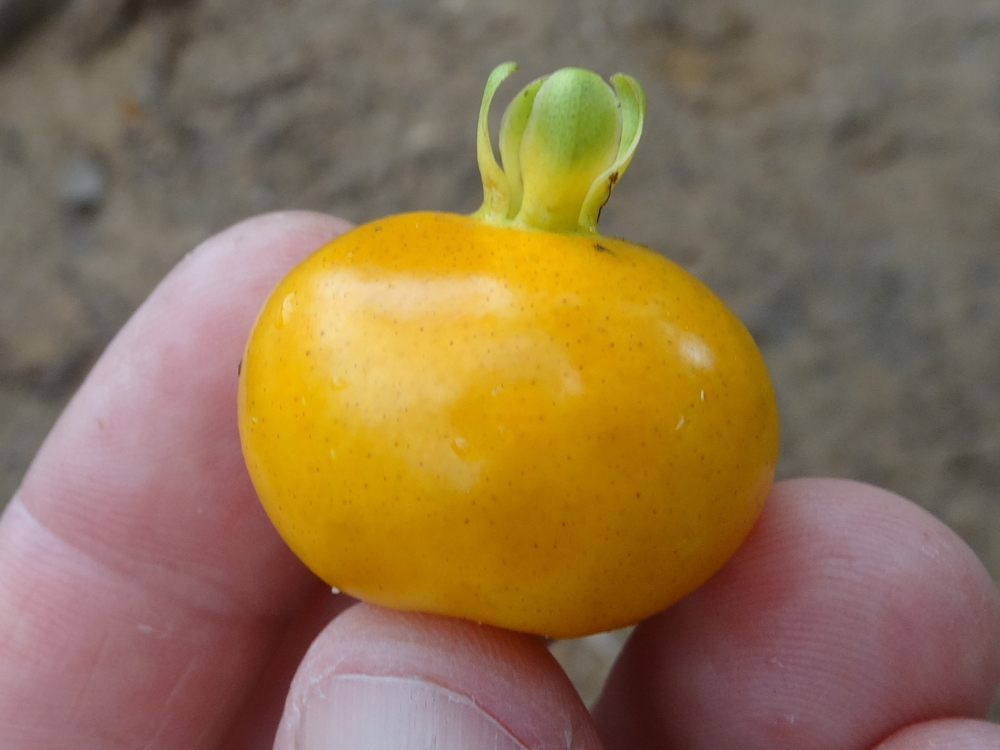 Yellow Grumixama (Eugenia brasiliensis var. leucocarpa) - 1 germinated seed / 1 gekeimter Samen