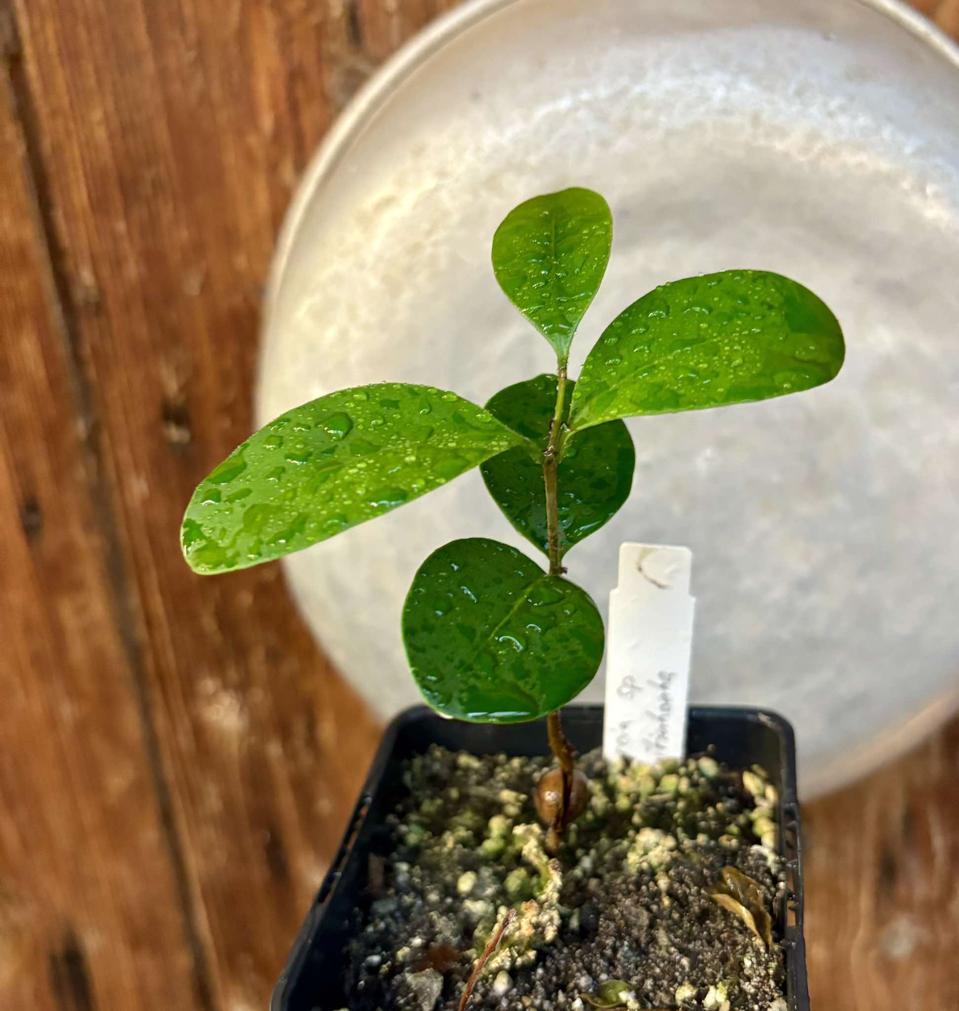 Myrcia sp Jequitinhonha - 1 potted seedling / 1 getopfter Sämling