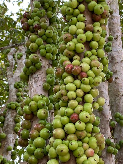 Jaboticaba Peluda de Cruz - Plinia spiritosantensis - 1 potted plant/ 1 getopfte Pflanze