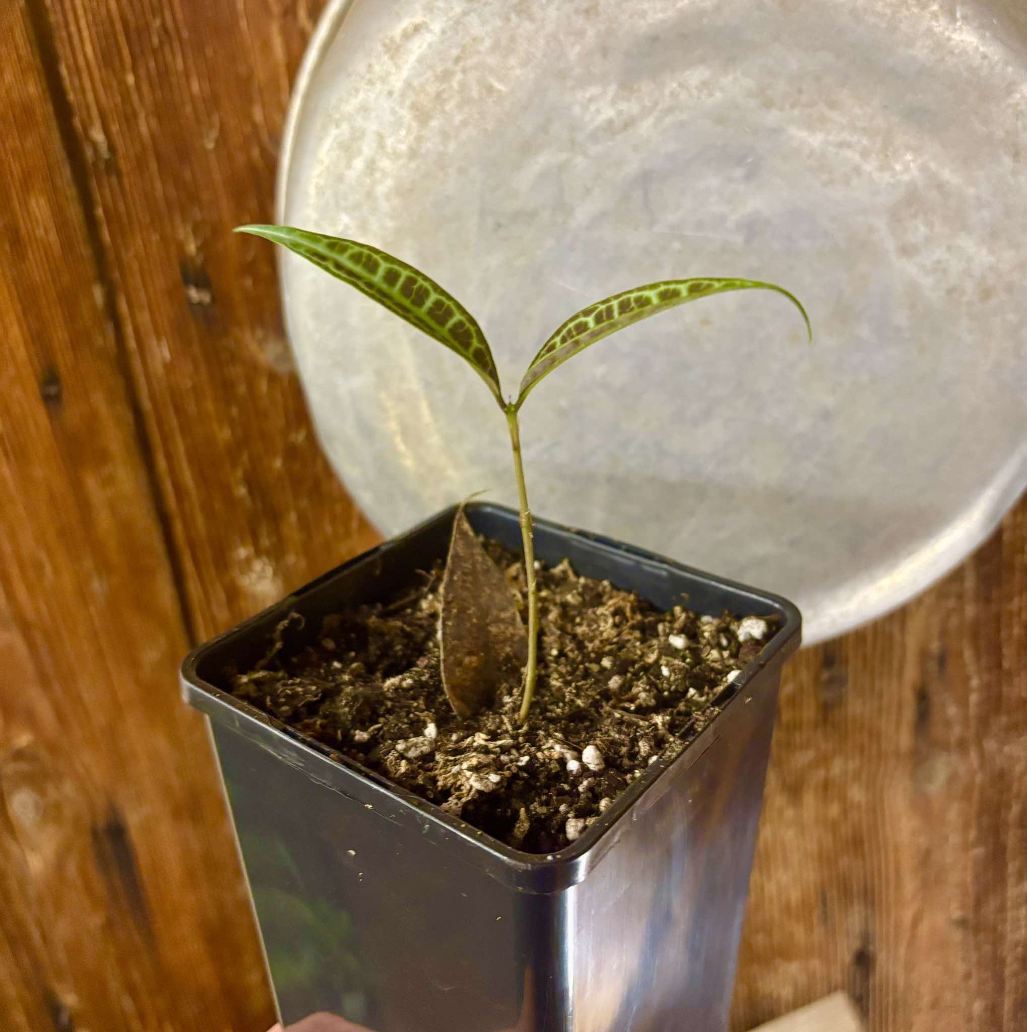 Eugenia sp Labisia (rooted cutting)-  1 potted plant / 1 getopfte Pflanze