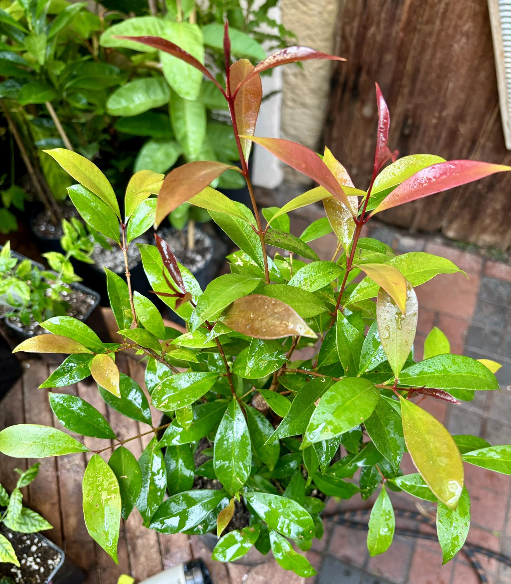 Syzygium smithii - Lilly Pilly Nr. 3 - 1 potted plant / 1 getopfte Pflanze