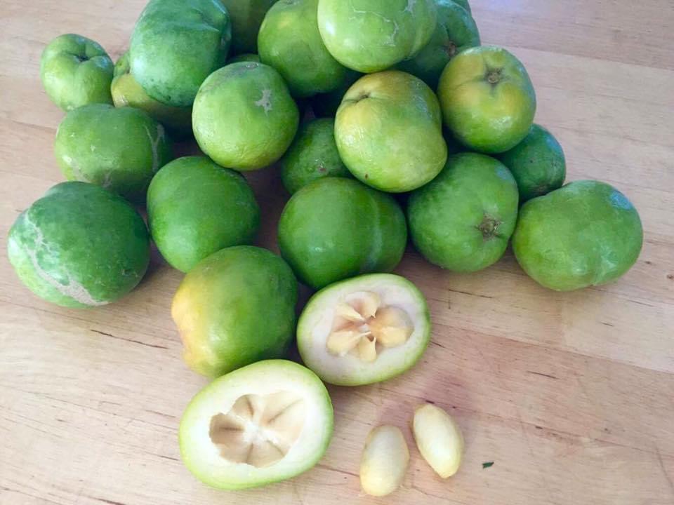 White Sapote (Casimiroa edulis) - 1 fresh seed / 1 frischer Samen